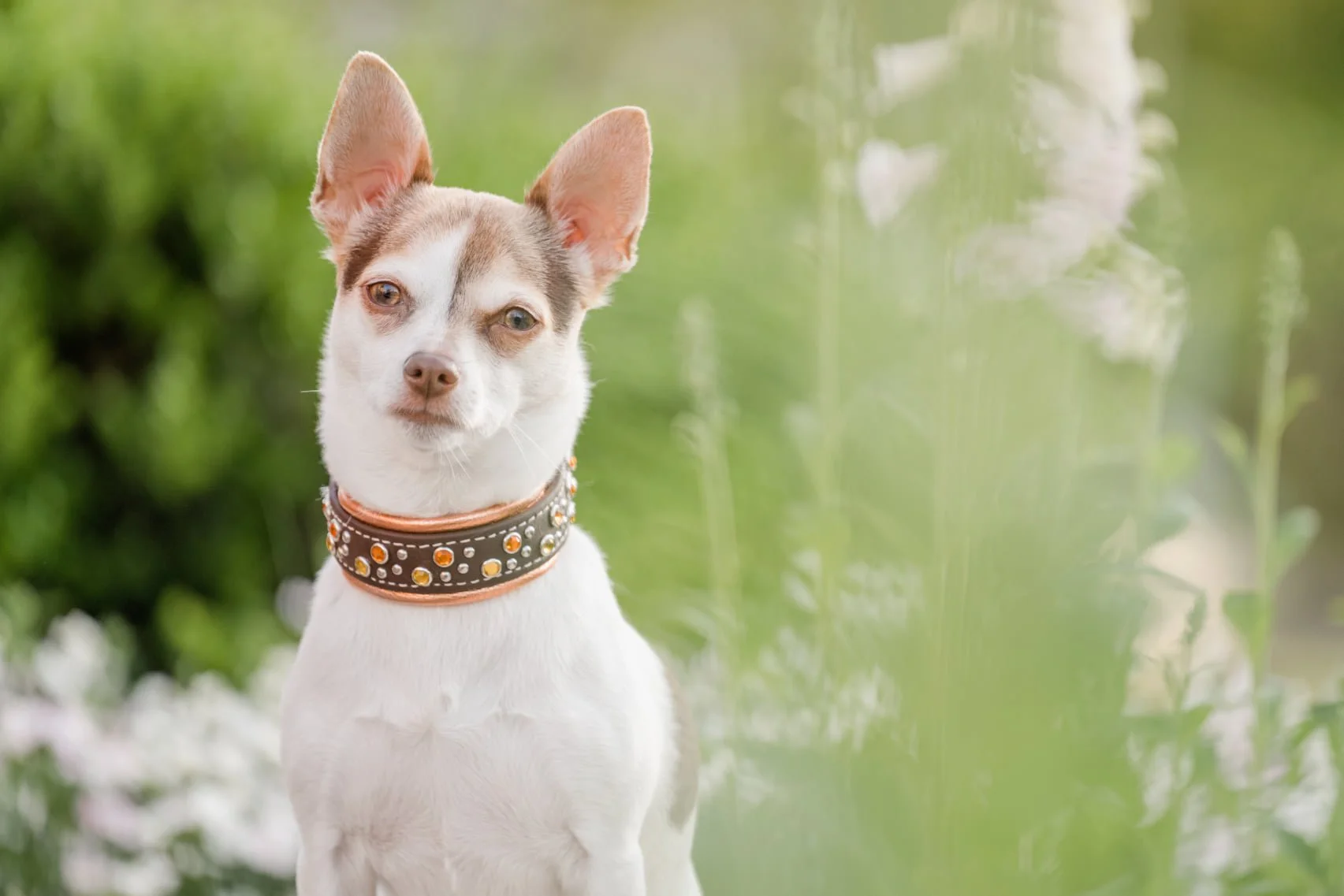 Dog Friendly Roswell, Georgia - Pet Photographer Finds Blooms in the City