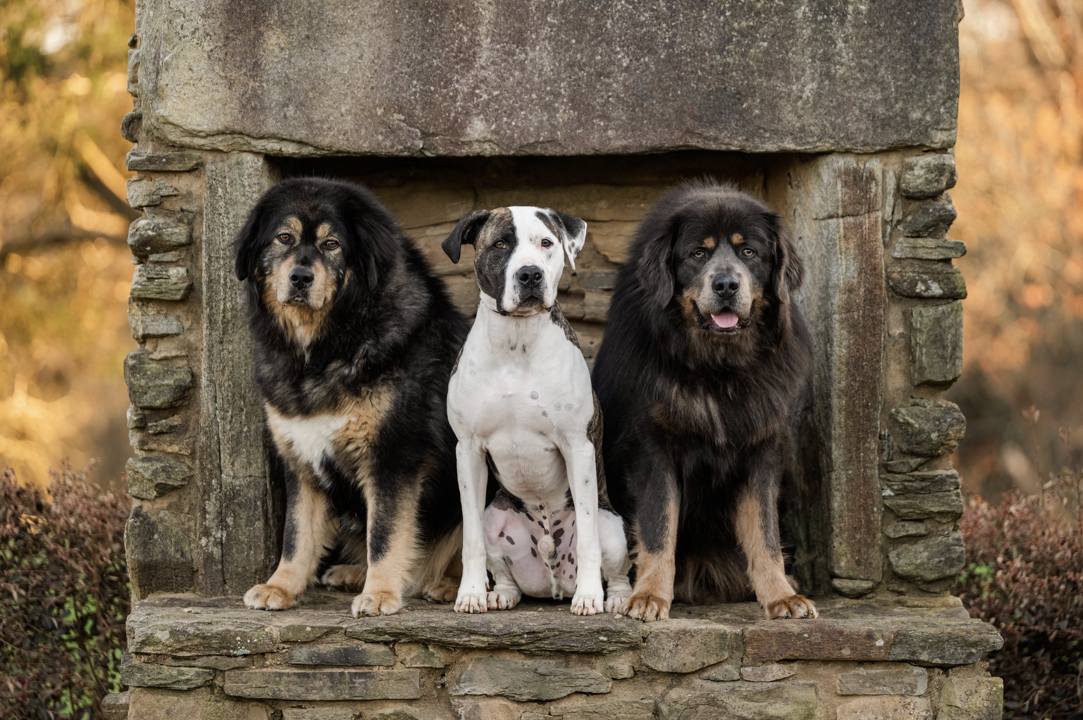 Photographing Dogs at Three Chimneys - Cumming, Georgia