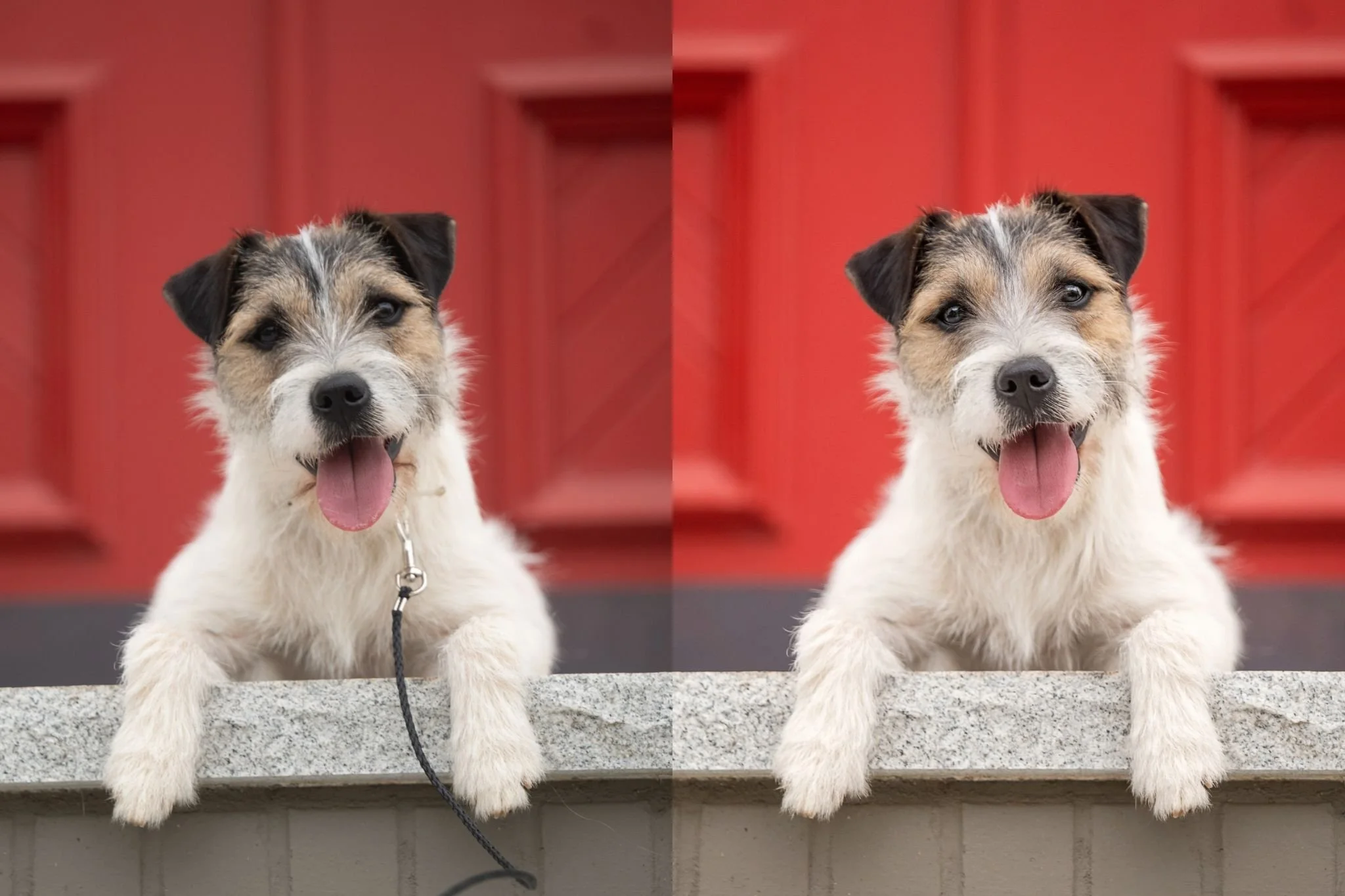 Keeping Your Dog Safe - Dos & Don'ts of Pet Photography