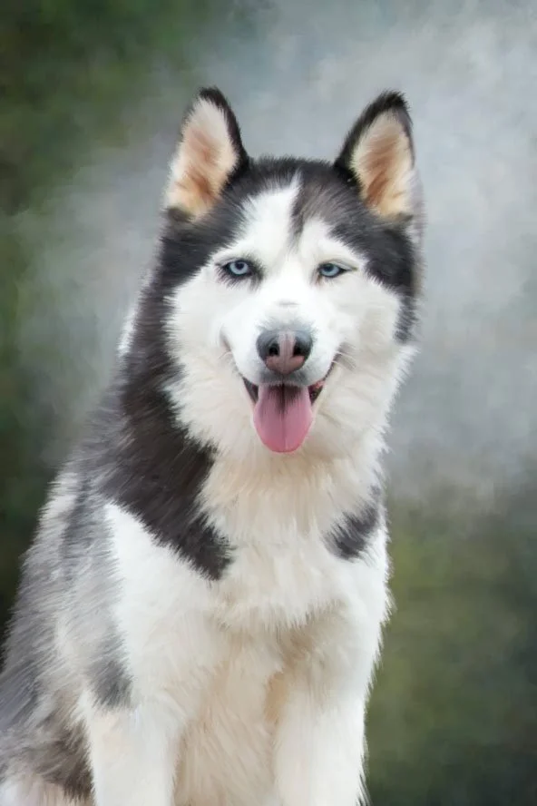 How Loss Made Me A Pet Photographer