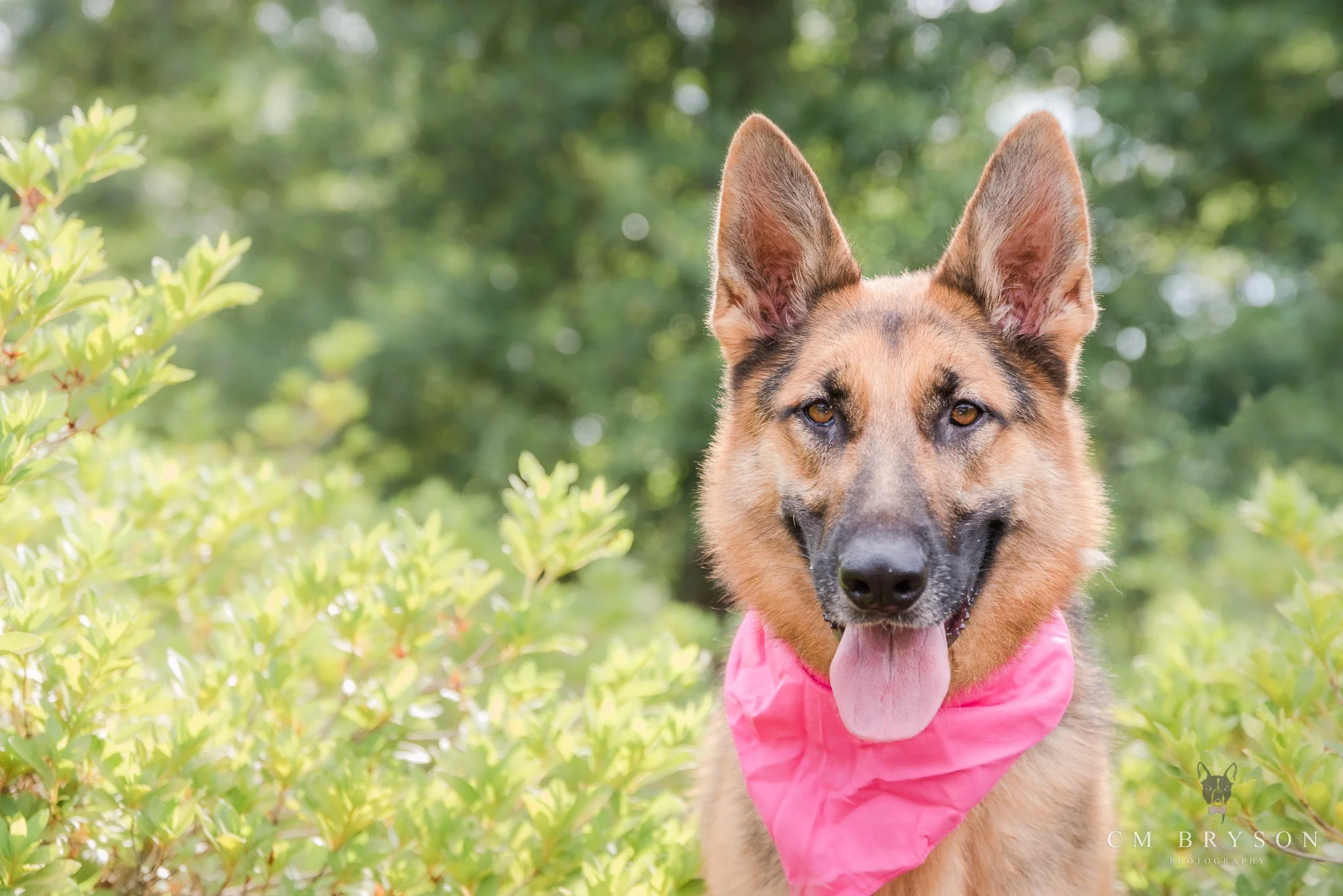 Photography Locations for Pet Photography: What I See vs What You See