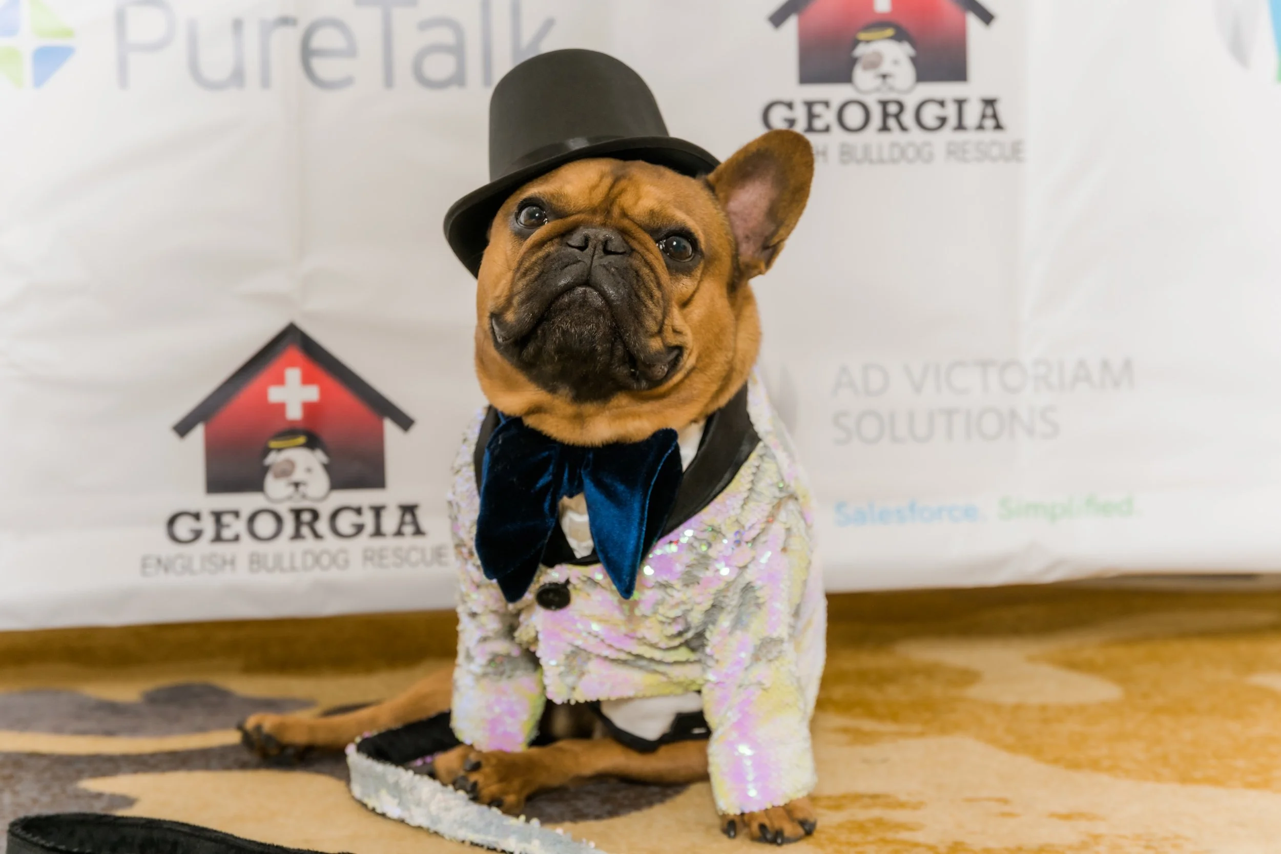 Giving Back: Working with the Georgia English Bulldog Rescue