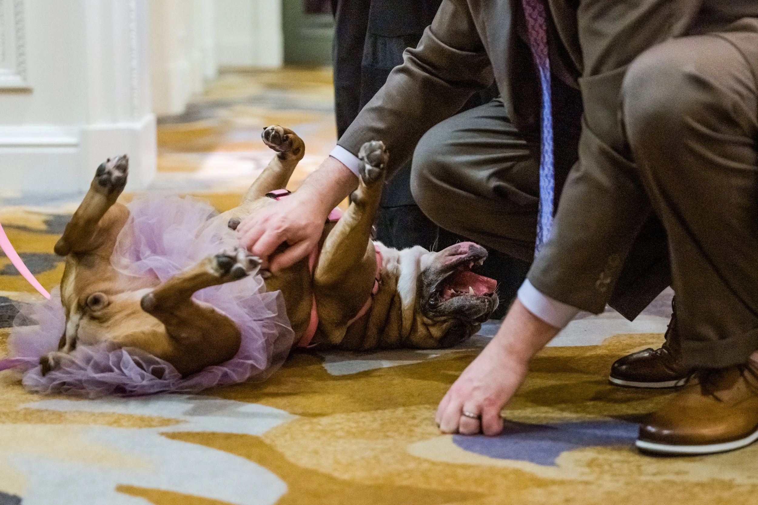 278-2022-bully-ball-georgia-english-bulldog-rescue-cmbryson.jpg