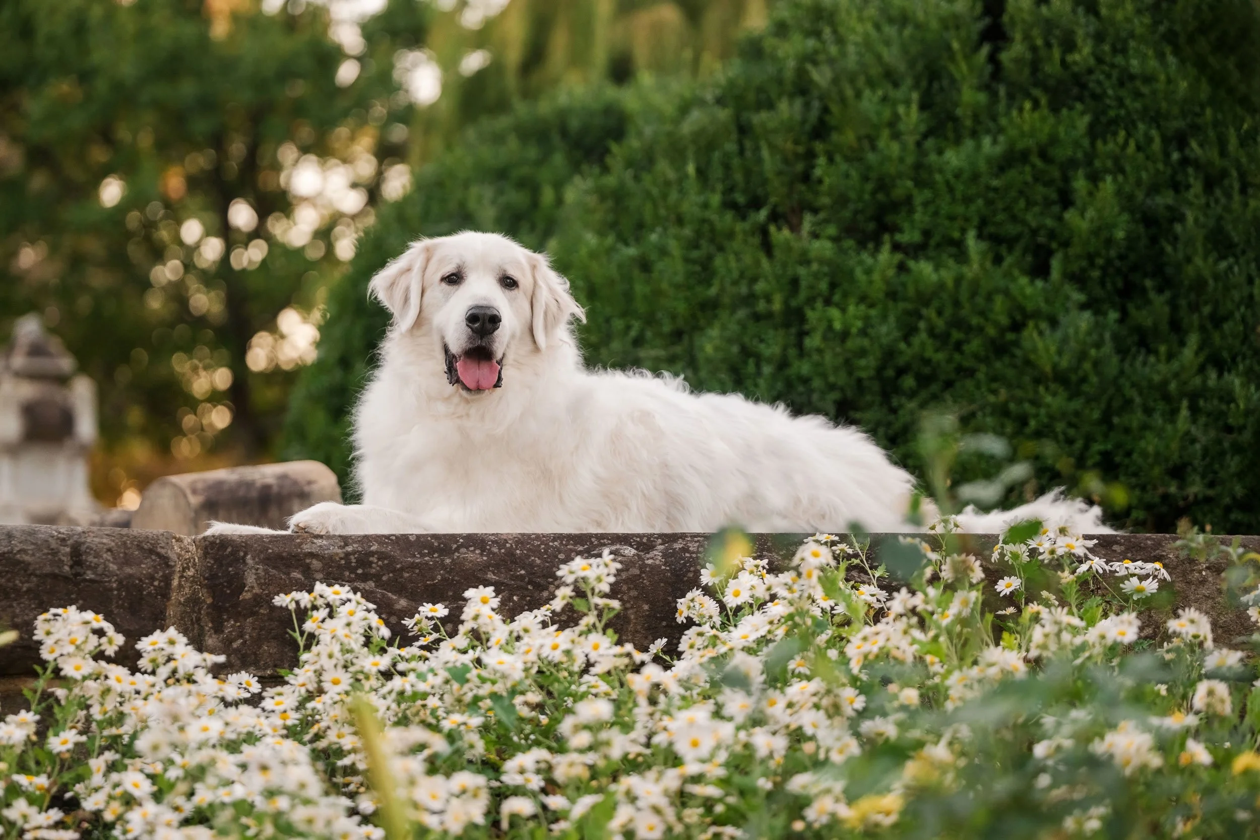 How to Choose an End of Life Pet Photographer in Atlanta