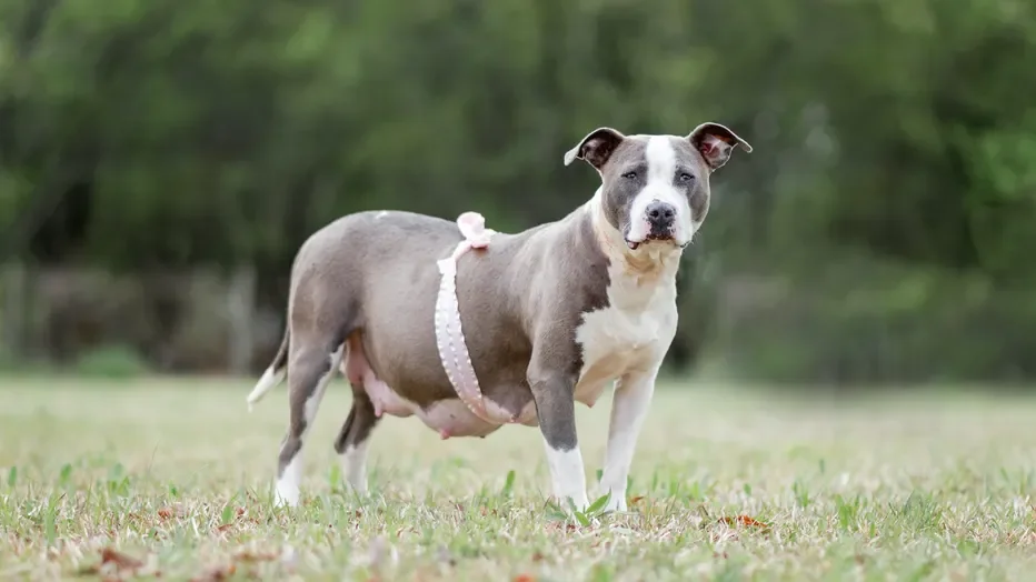 emma_3.22.20_cmbryson_rescueranch2.webp