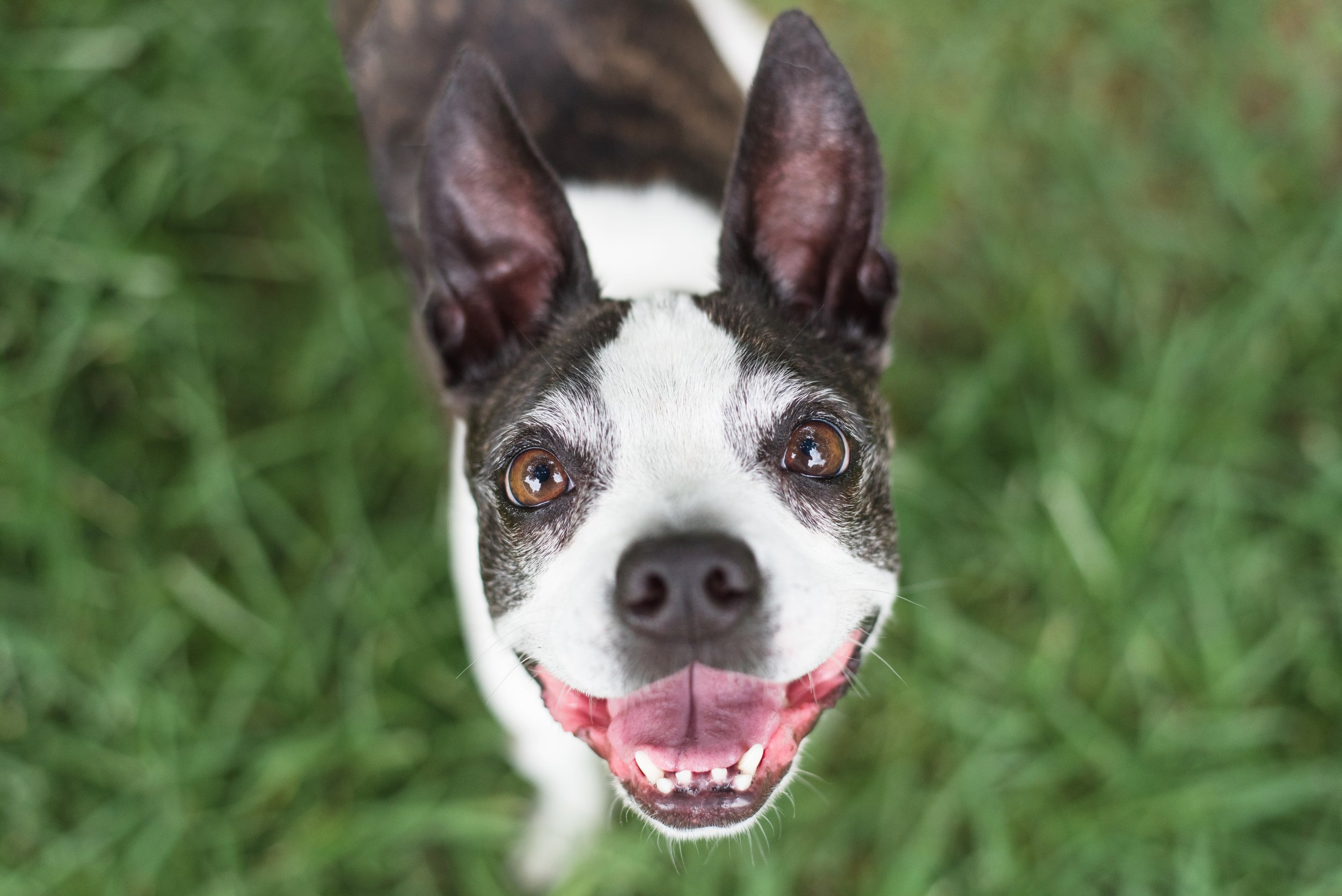 How to Senior Dog Proof Your House