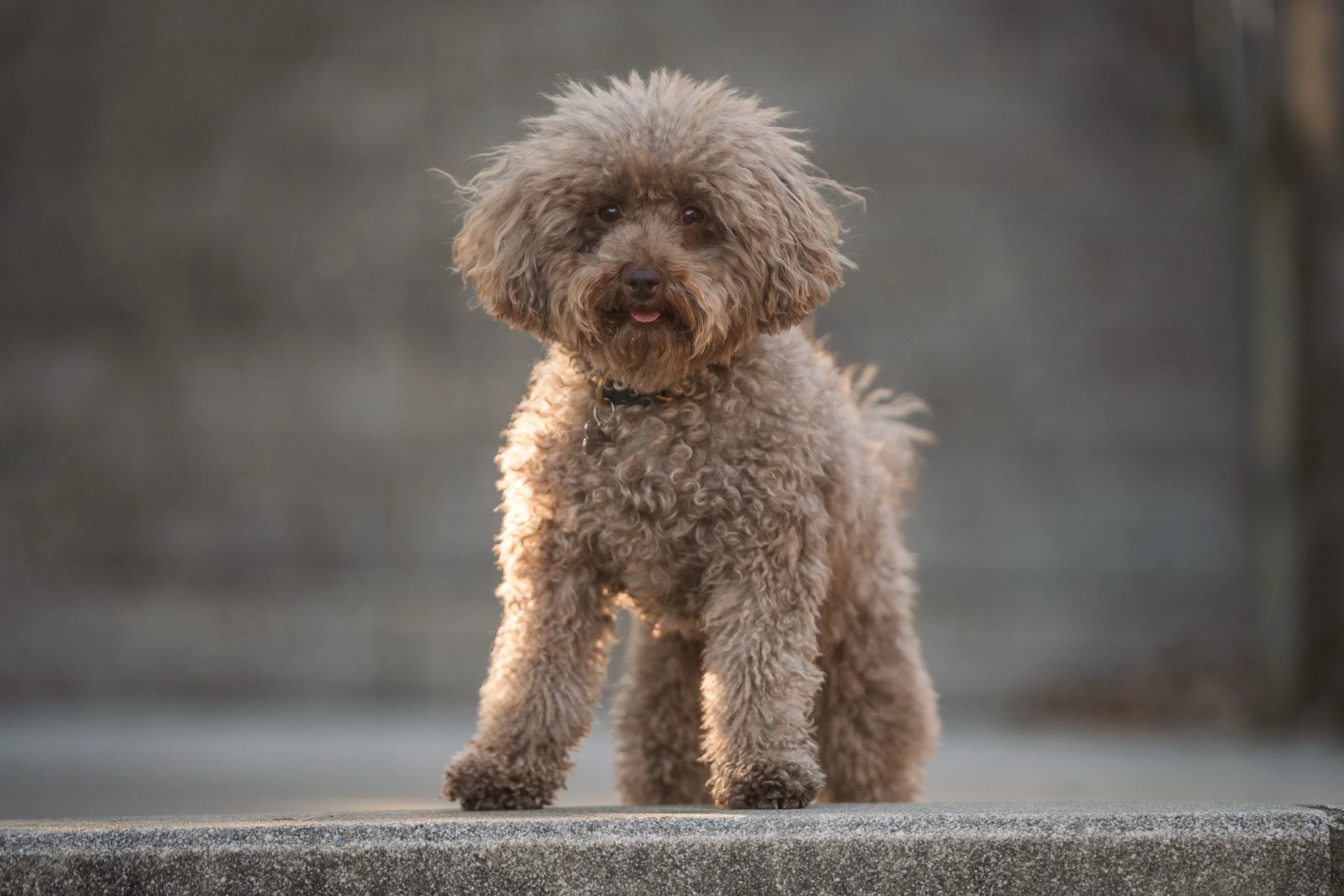 Tips for New Pet Parents