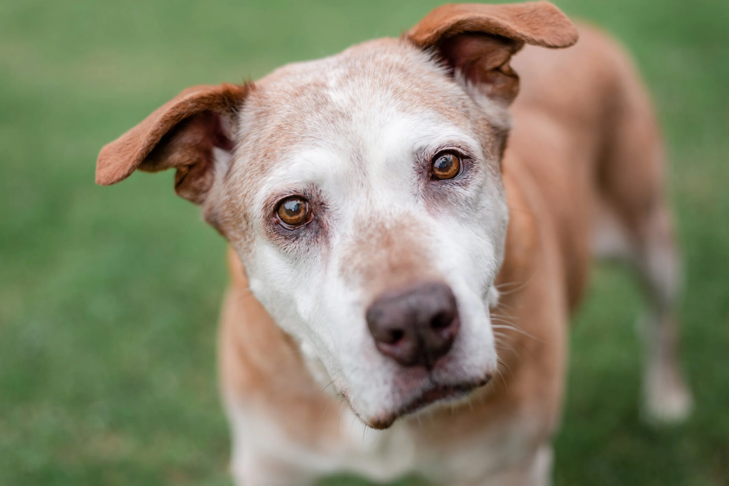 Keeping An Old Dog Young