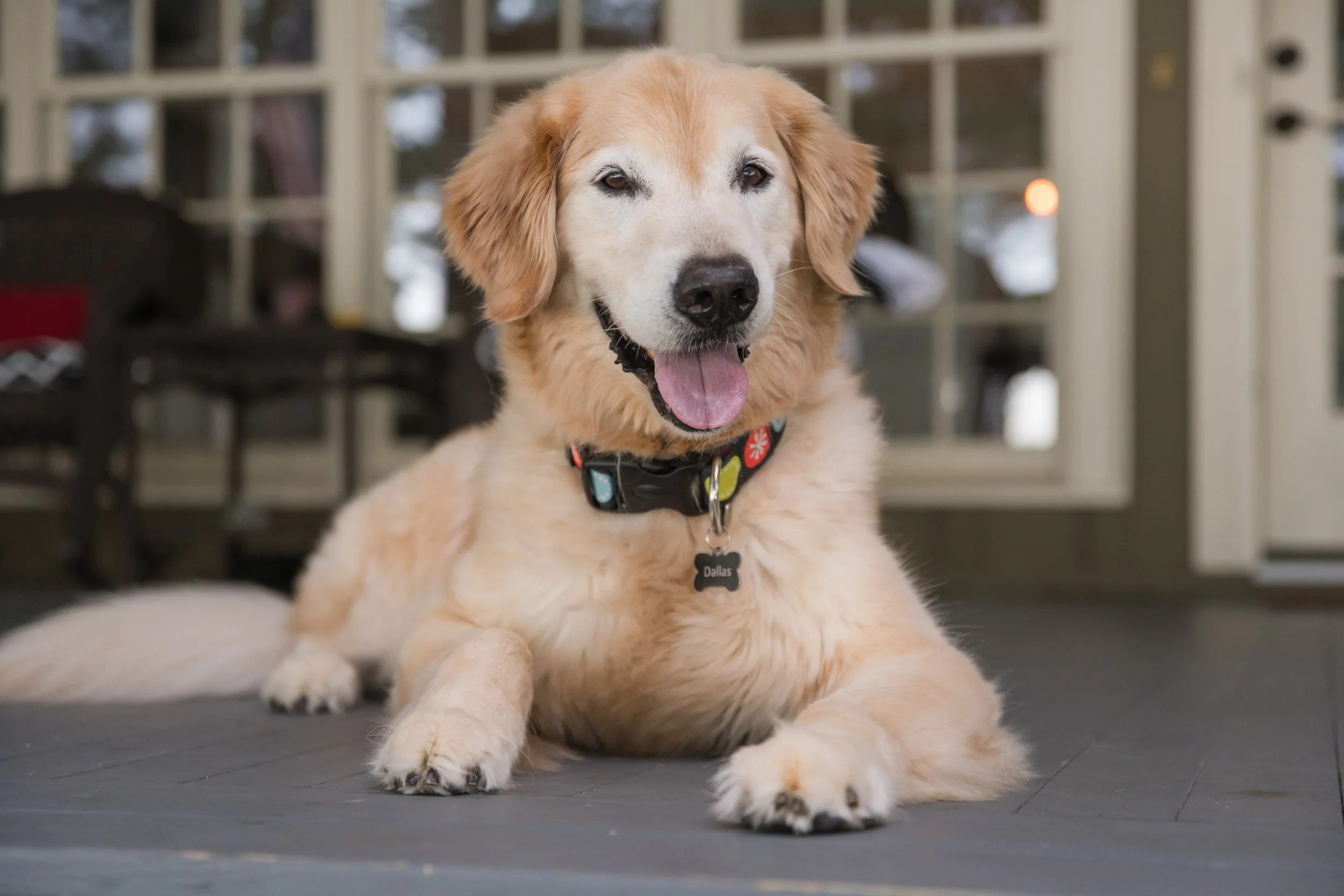 Senior golden retriever rests on his Lake Oconee porch watching the world go by during his dog photography session.