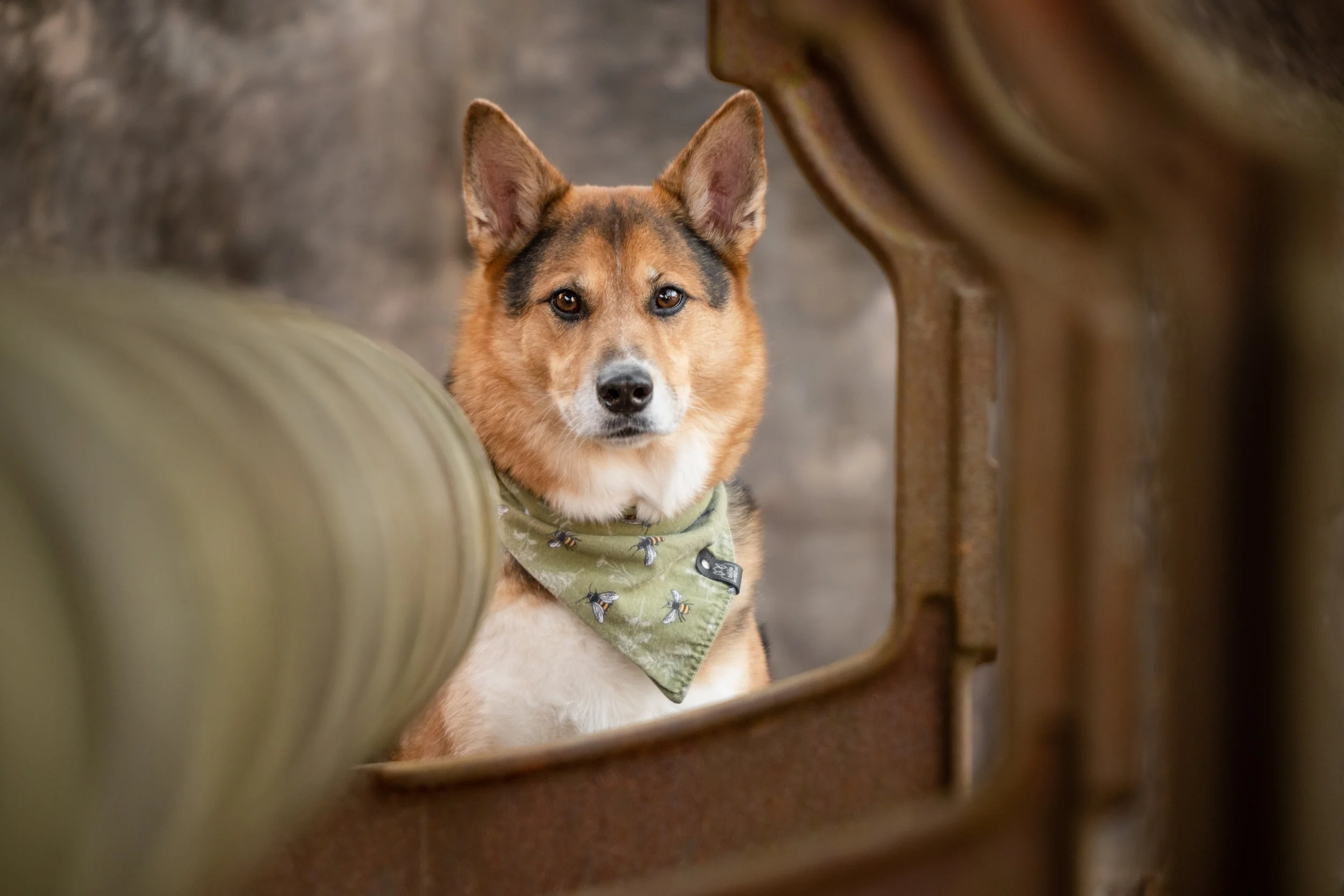Dog framed vintage equipment Greensboro Georgia Emerge Framed challenge CM Bryson Photography
