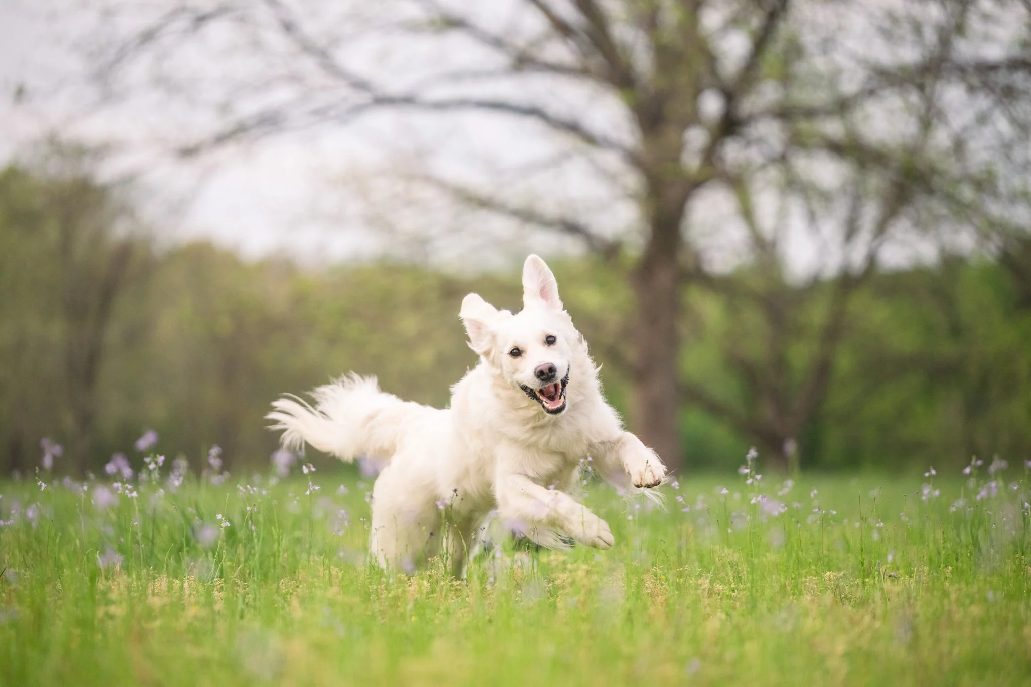 The Four Seasons Every Dog Should Be Professionally Photographed