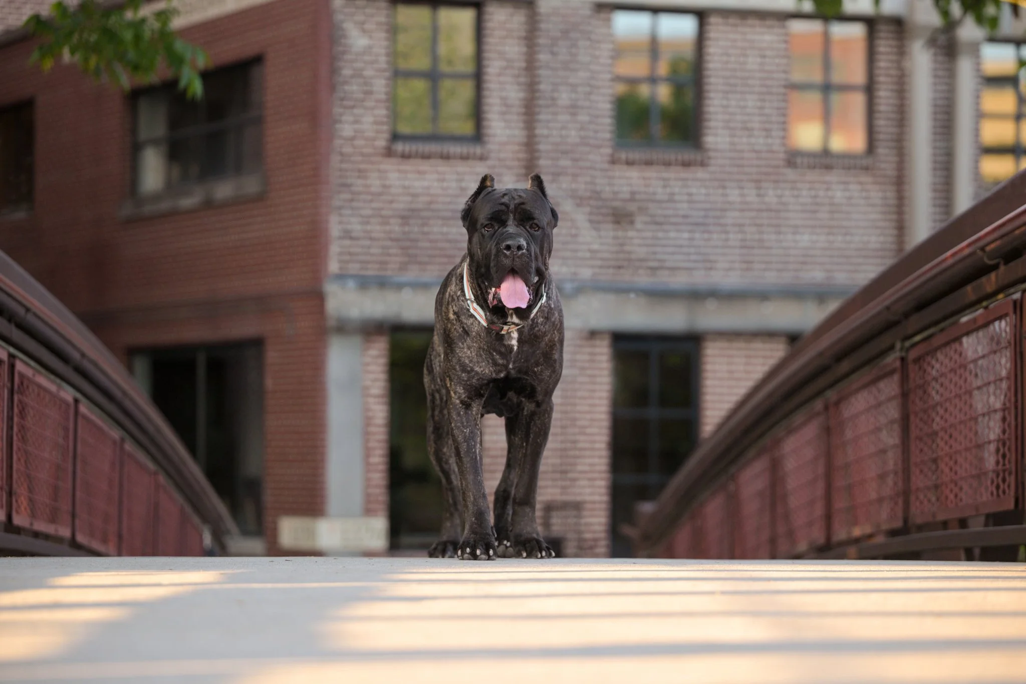Why Your Dog's Photos Don't Need to Be Award-Winning to Be Worth Every Penny