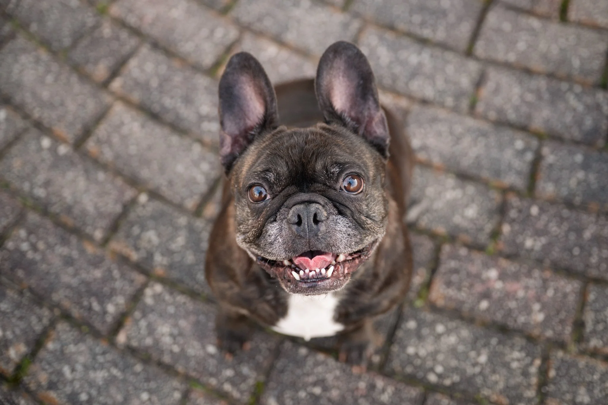 Phoebe the French Bulldog | February Breed of the Month | Historic Downtown Rutledge, GA