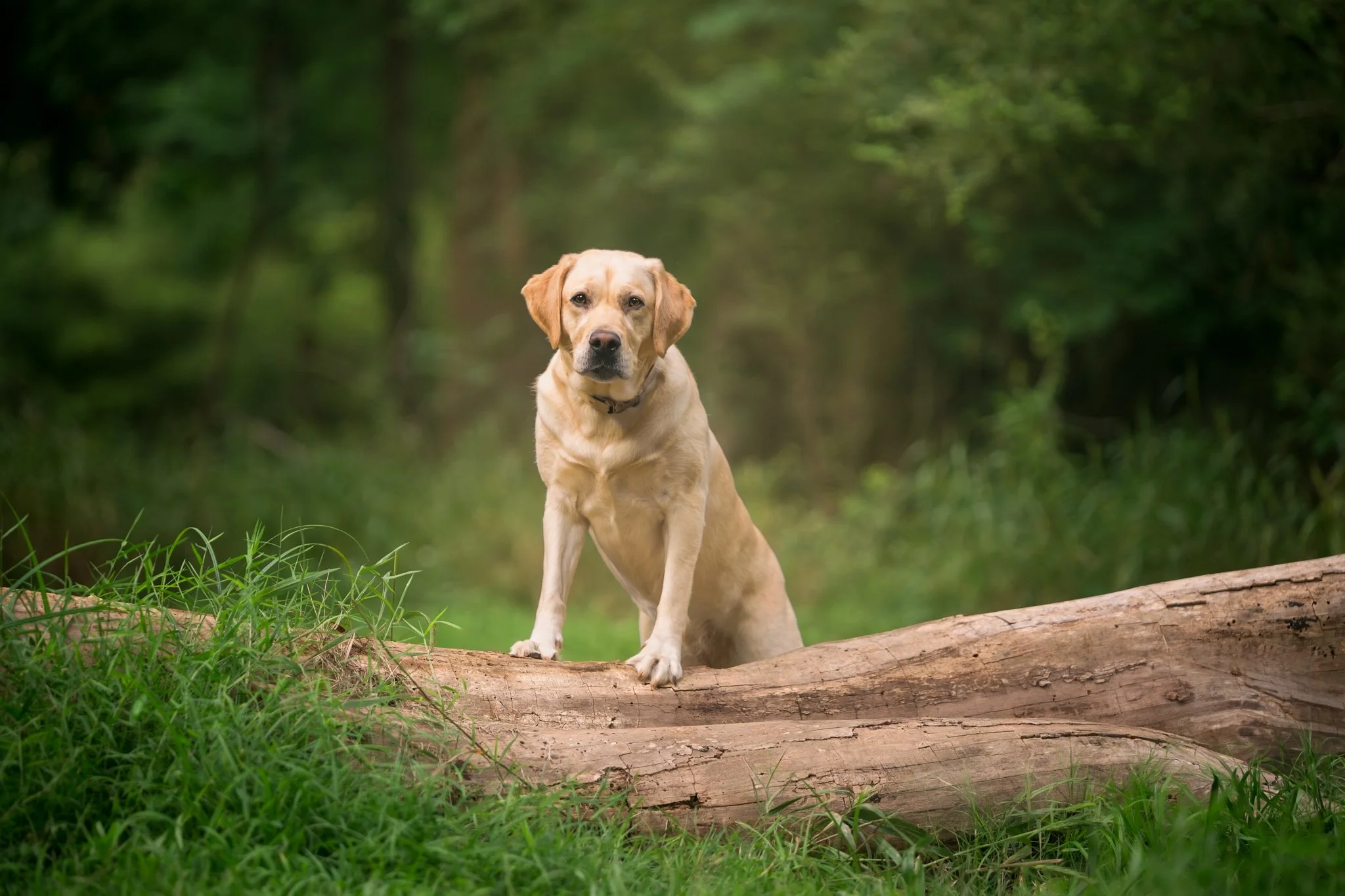 web-182-walker-heidi-labrador-breed-month-rutledge-ga-7083-Edit.jpg