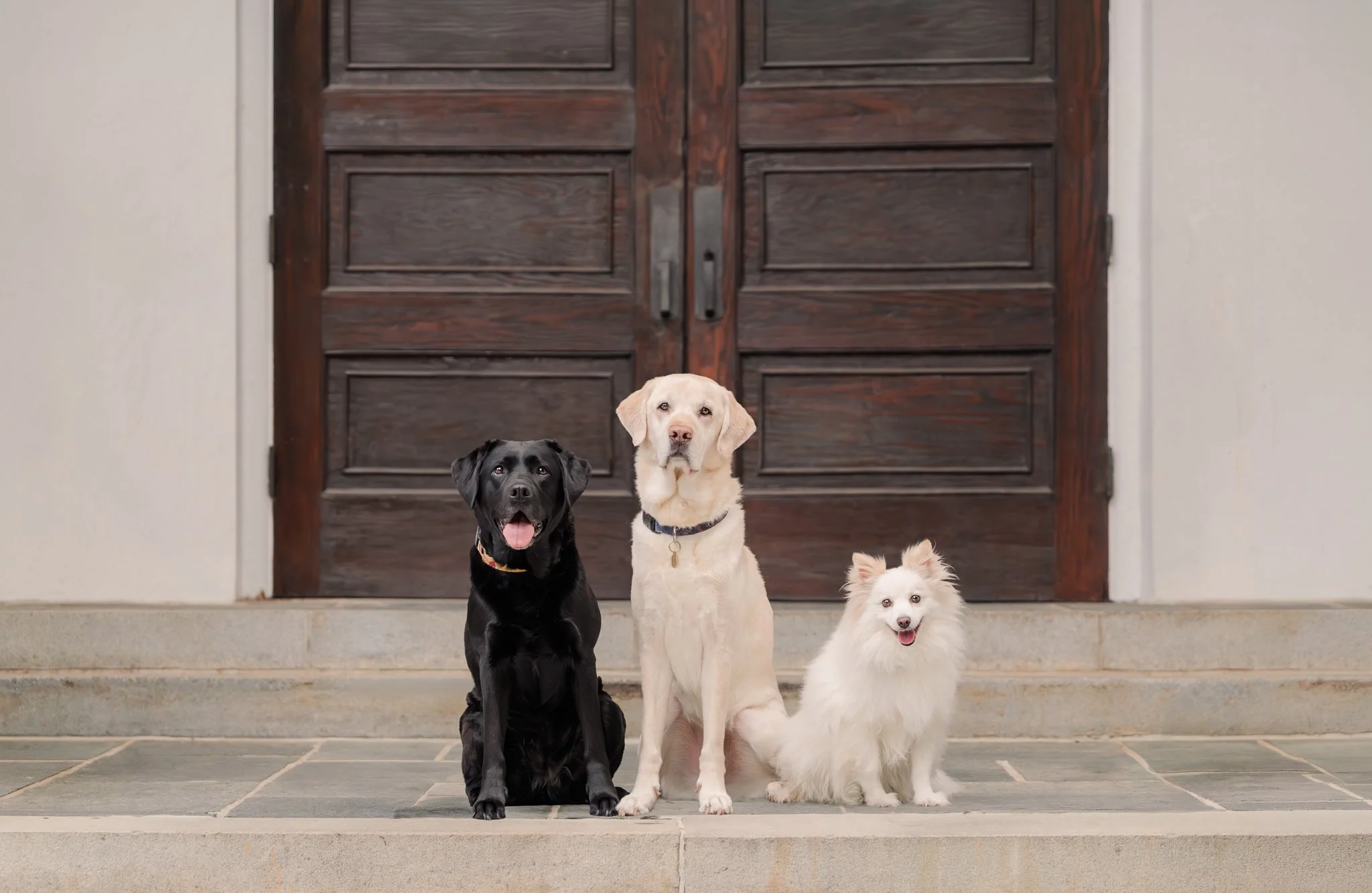 Three dogs sitting in front of a wooden door at UGA North Campus Athens Georgia dog photography