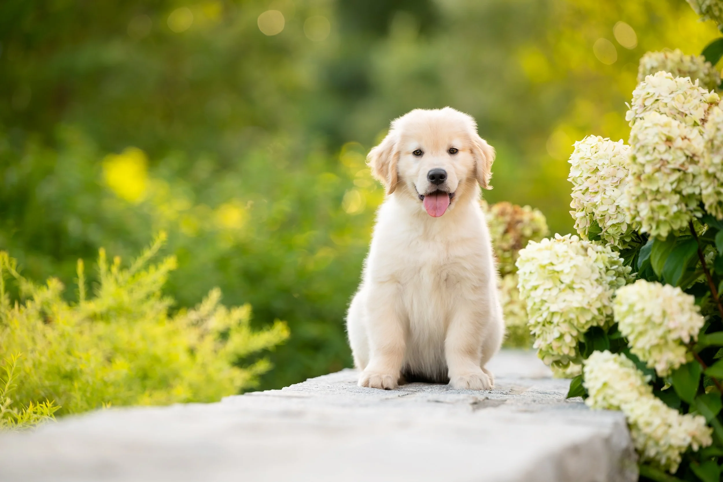 Bennet's First Session: A New Puppy, A New Corner of UGA