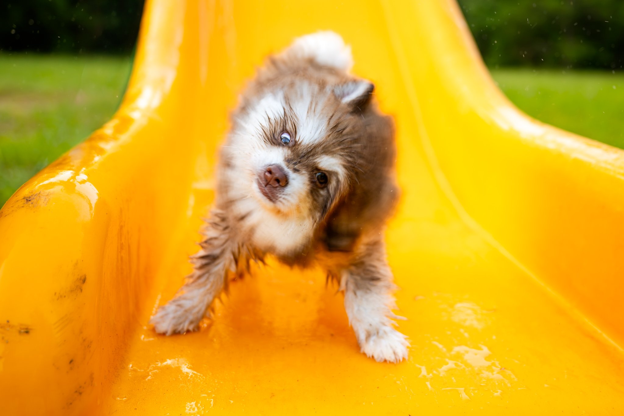 	klee-kai-puppy-shaking-off-yellow-slide
