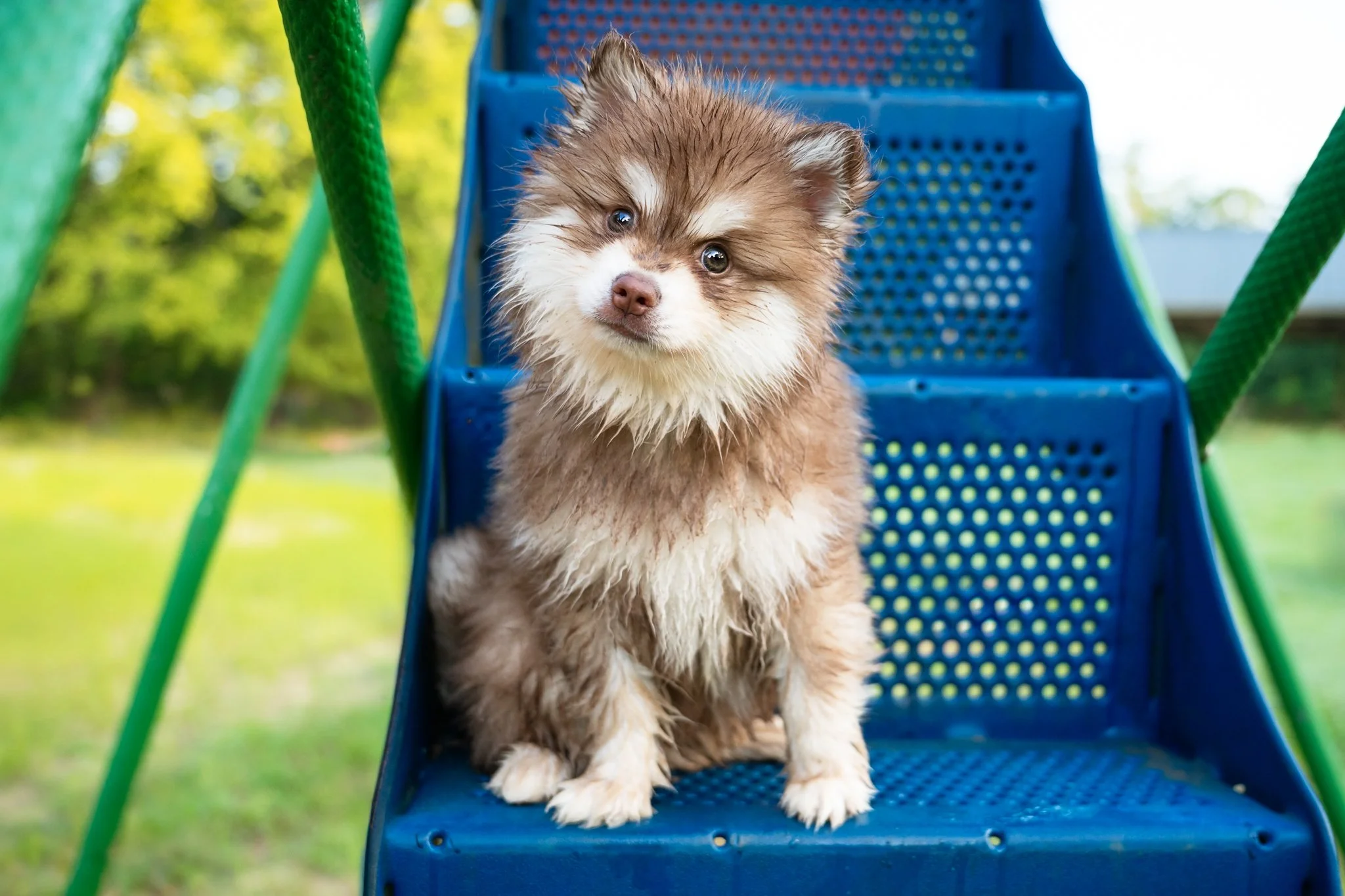 	klee-kai-puppy-blue-playground-stairs-georgia