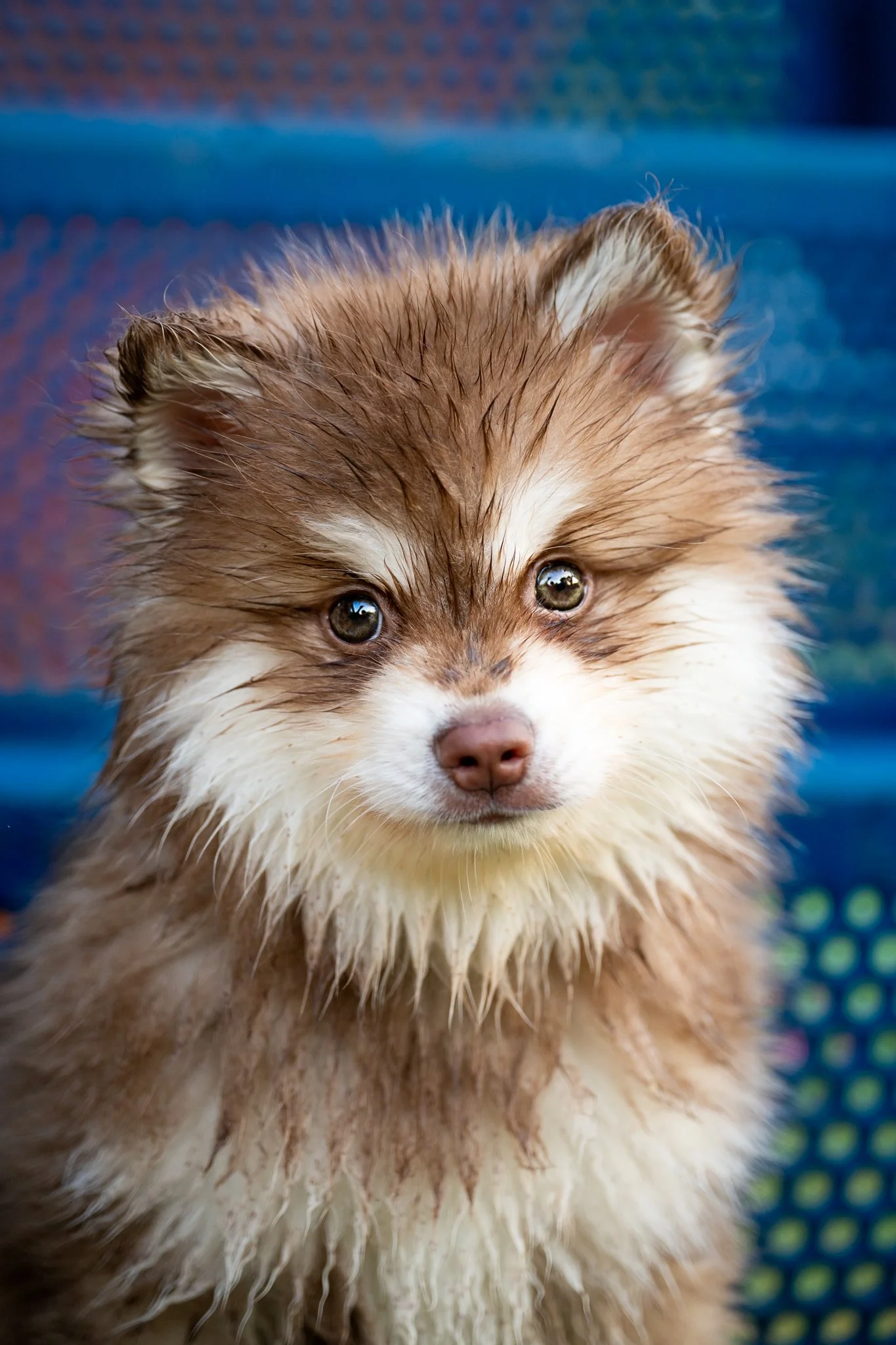 	klee-kai-puppy-portrait-wet-fur-close-up