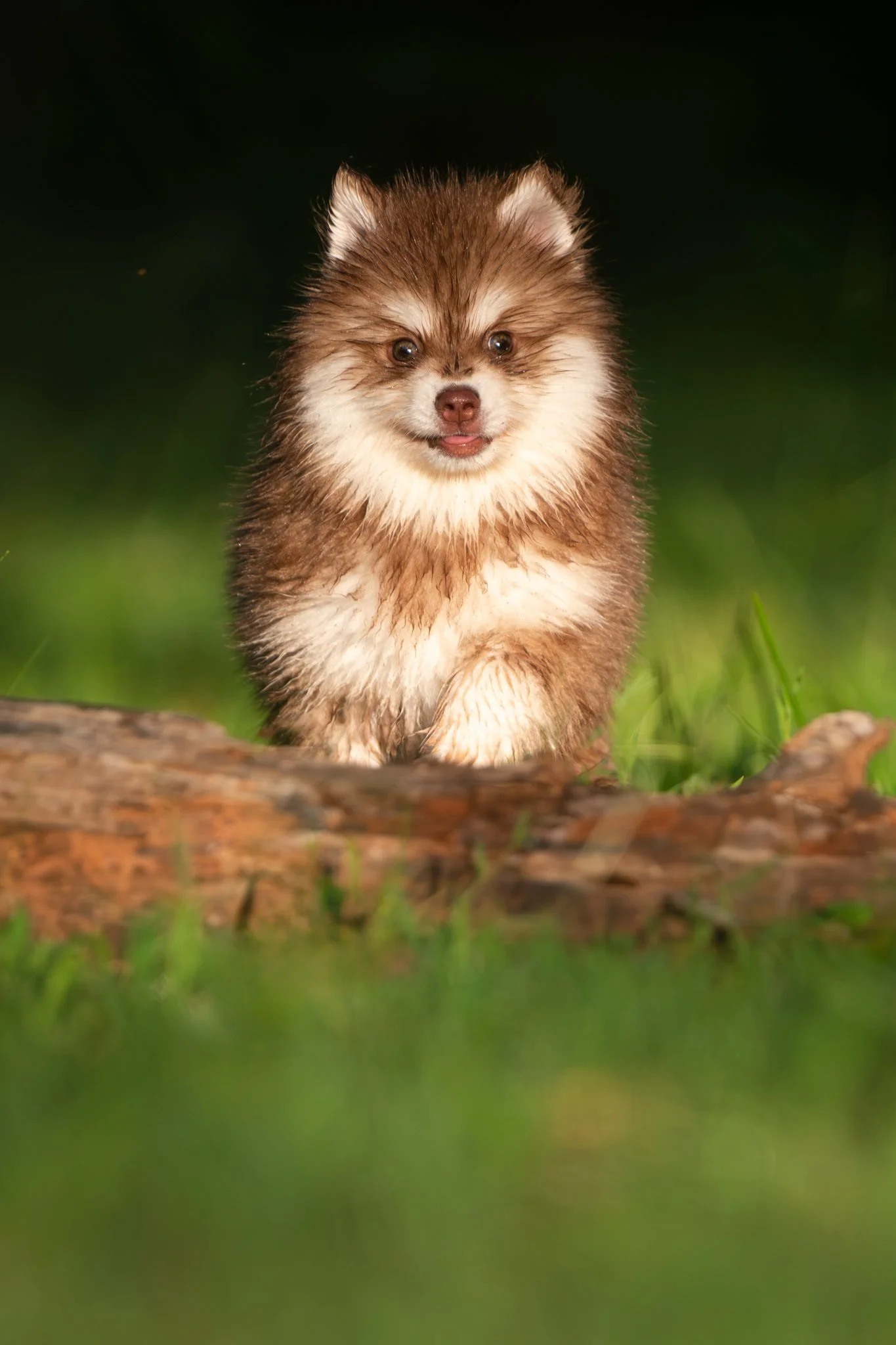 	klee-kai-puppy-backlit-sunrise-log-georgia.jpg