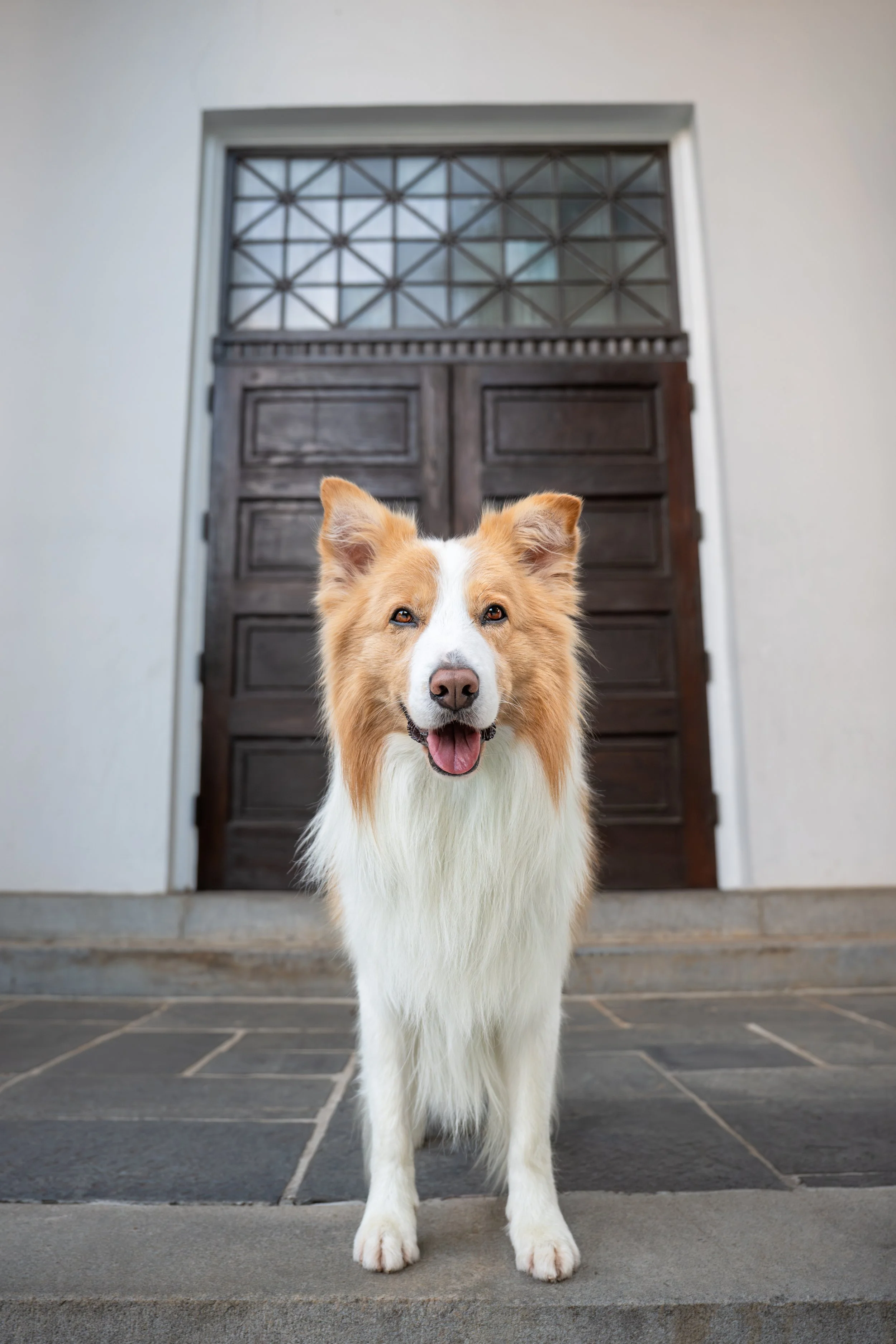 Border collie dog photographed framed by large wooden doors with an ornate transom window on a white building at UGA's North Campus in Athens, Georgia
