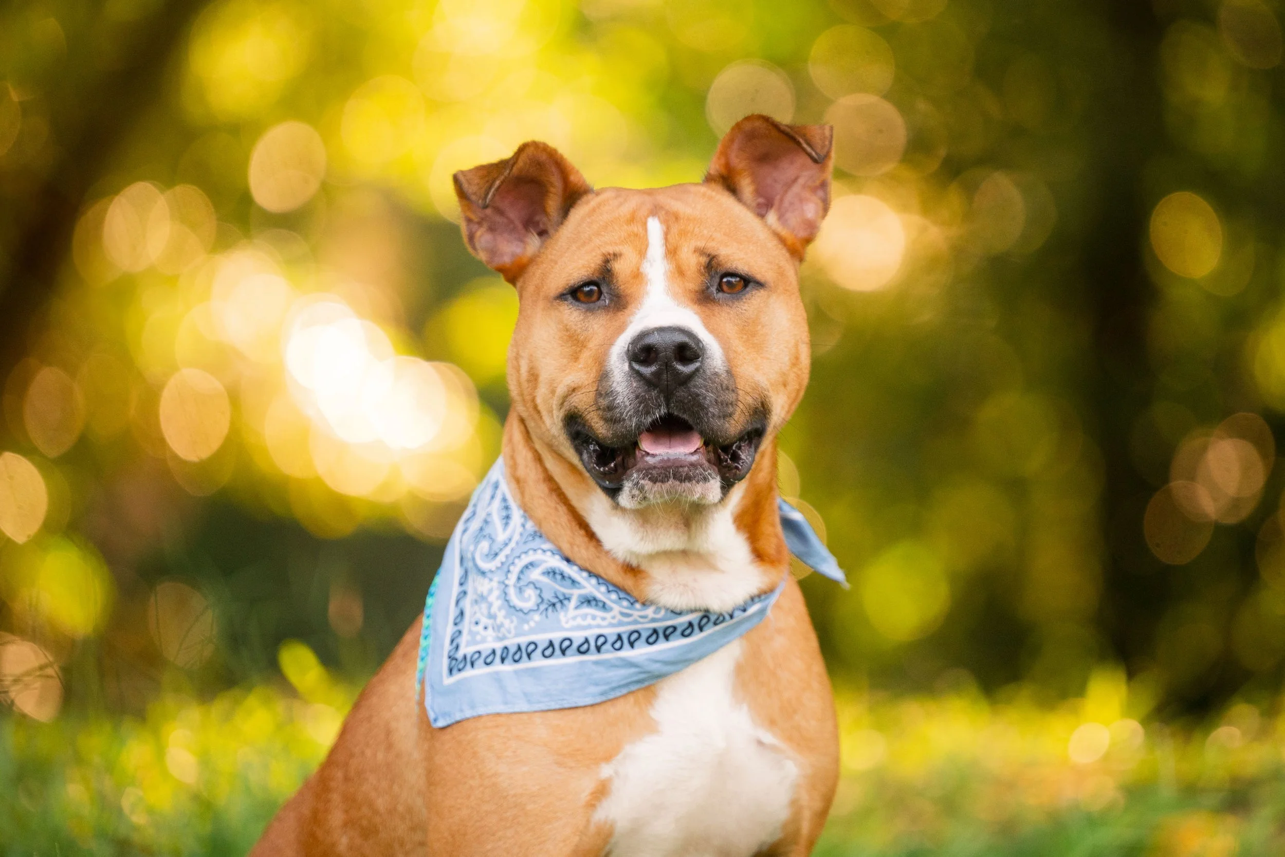 Adoptable rescue dog photography Humane Society Morgan County Madison Georgia CM Bryson