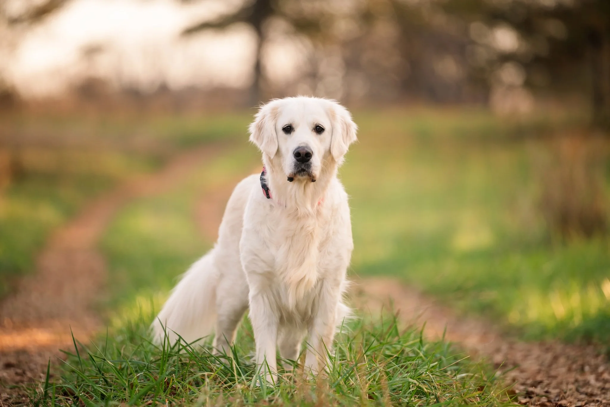 A cream golden retriever stands between two dirt tracks in a lush green field at Thomas Farm Preserve in Watkinsville, GA.