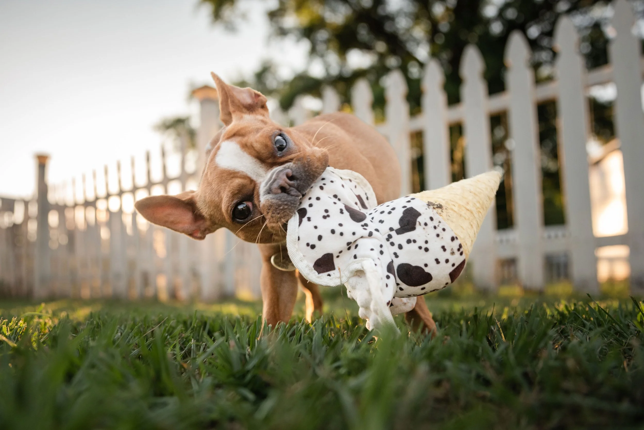 Carolina French Bulldog mix cleft palate rescue shaking an ice cream toy.