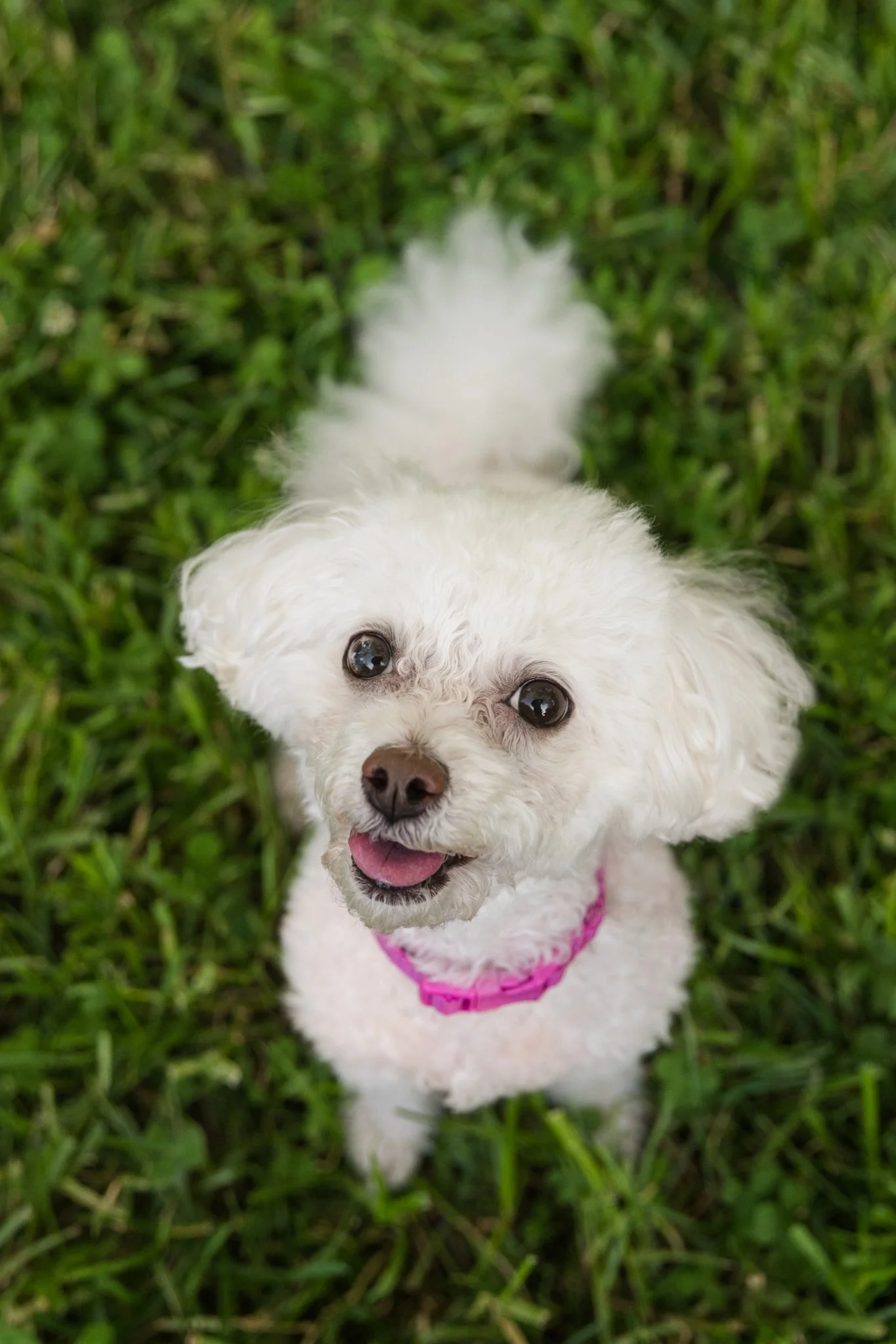A white poodle mix dog sits in the grass looking up with a mischievous smile in Athens, GA