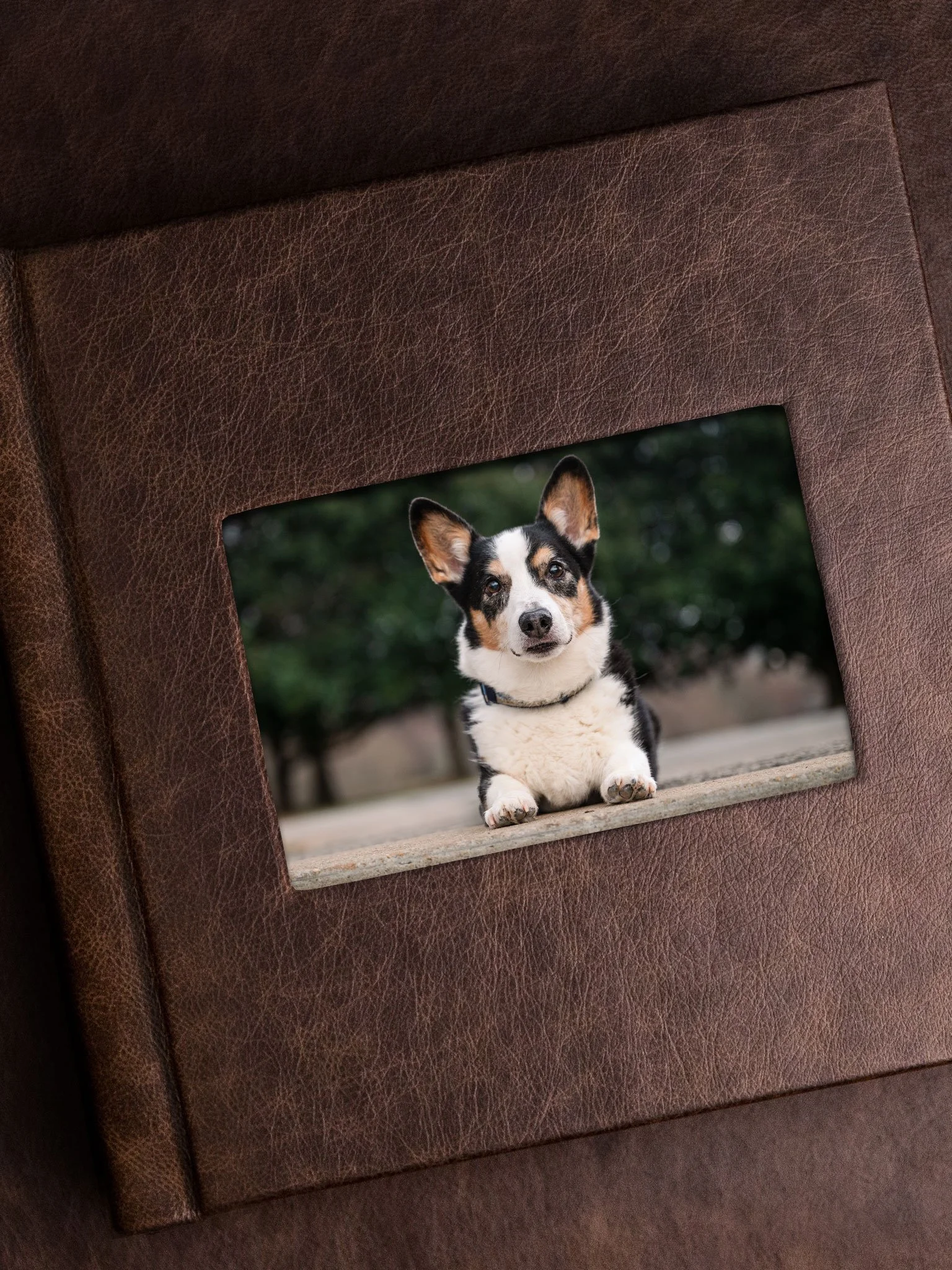 Italian leather heirloom album with senior Corgi portrait from Piedmont Park Atlanta dog photography session