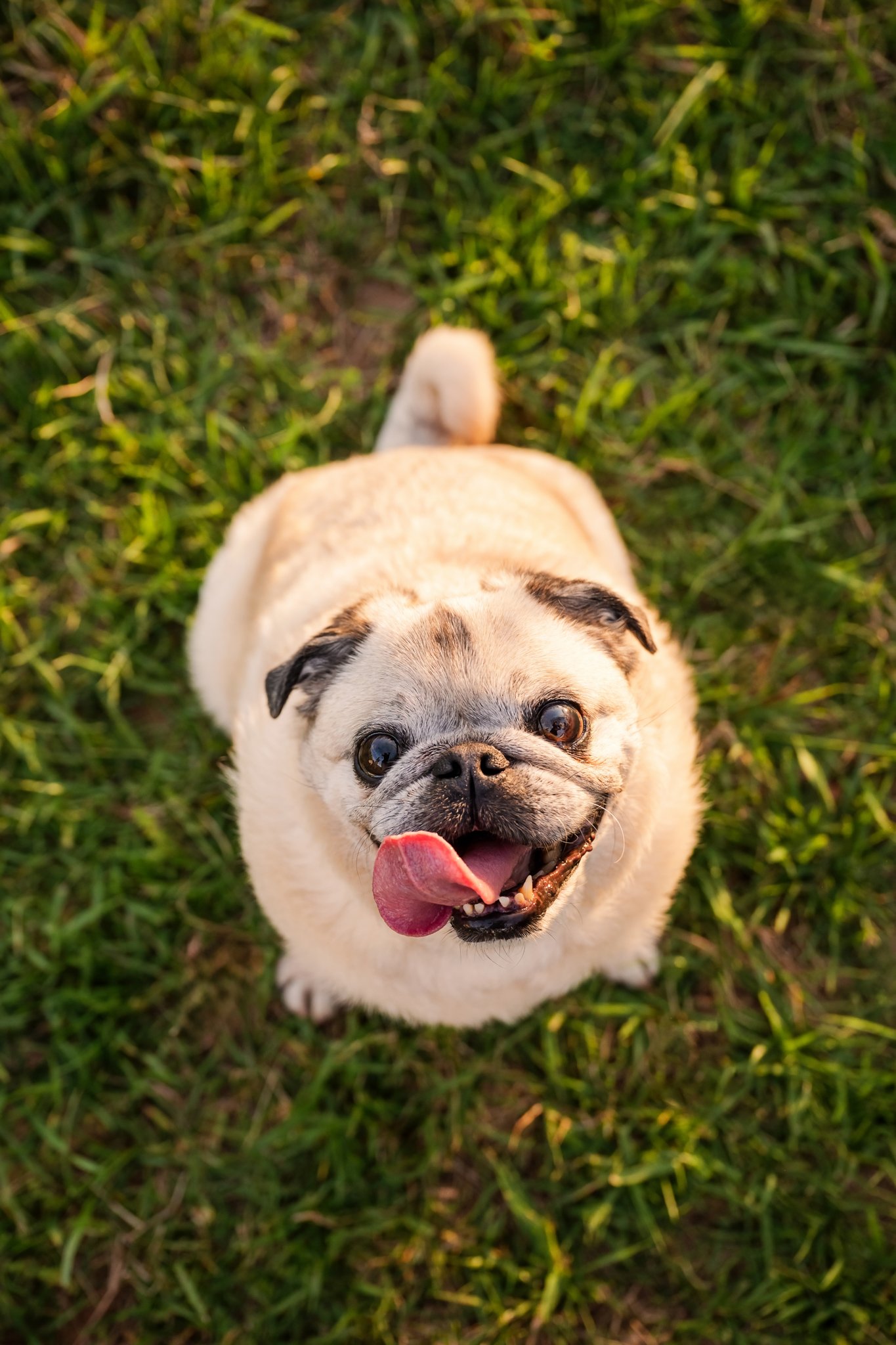 Happy 13-year-old fawn Pug looking directly up at camera with tongue out and tail curled, sitting in green grass in golden evening light during pet photography session in Canton Georgia