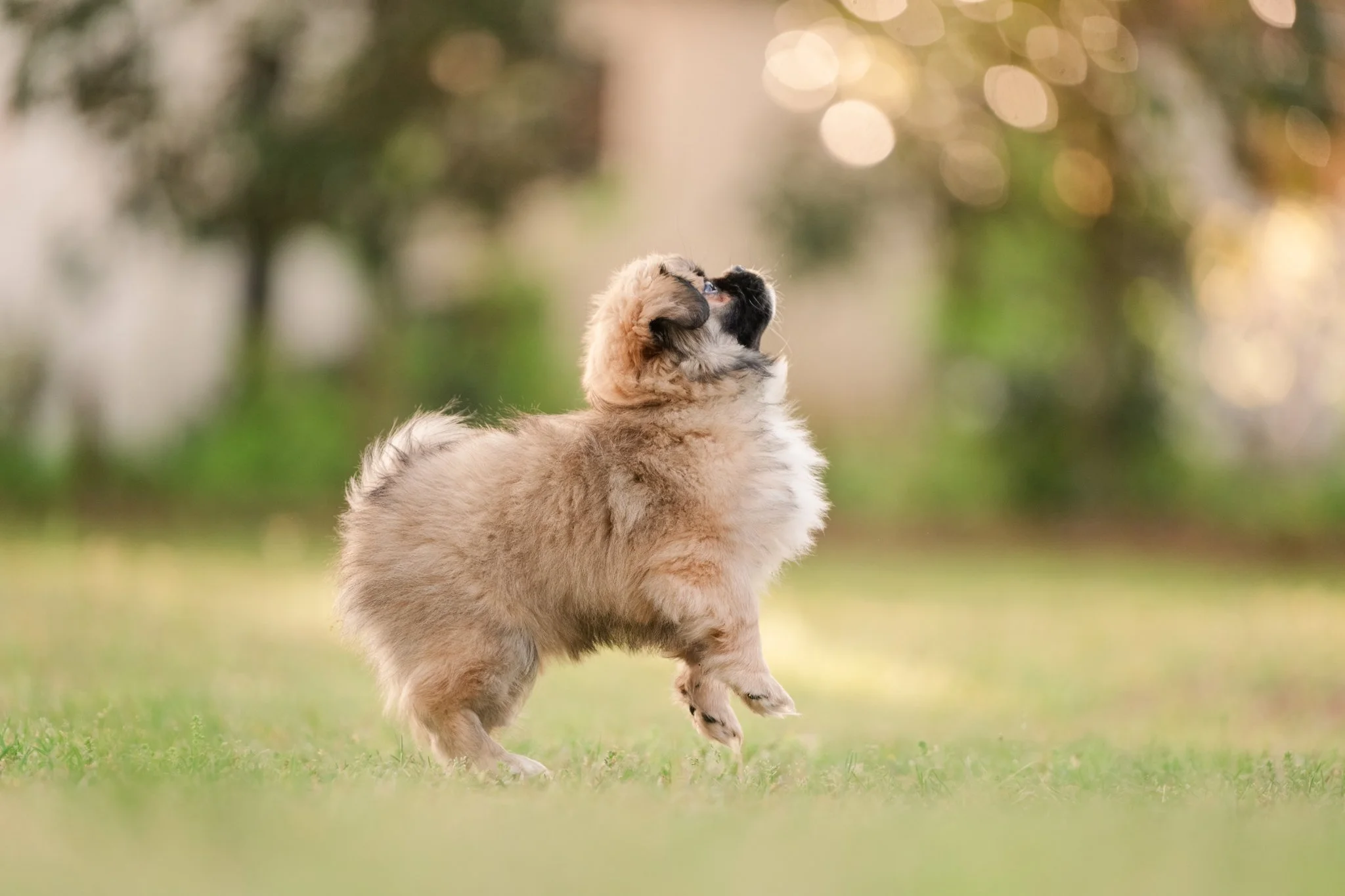 A fluffy Tibetan Spaniel puppy lifts both front paws and looks up, framed by creamy bokeh and soft evening light in a Georgia yard.