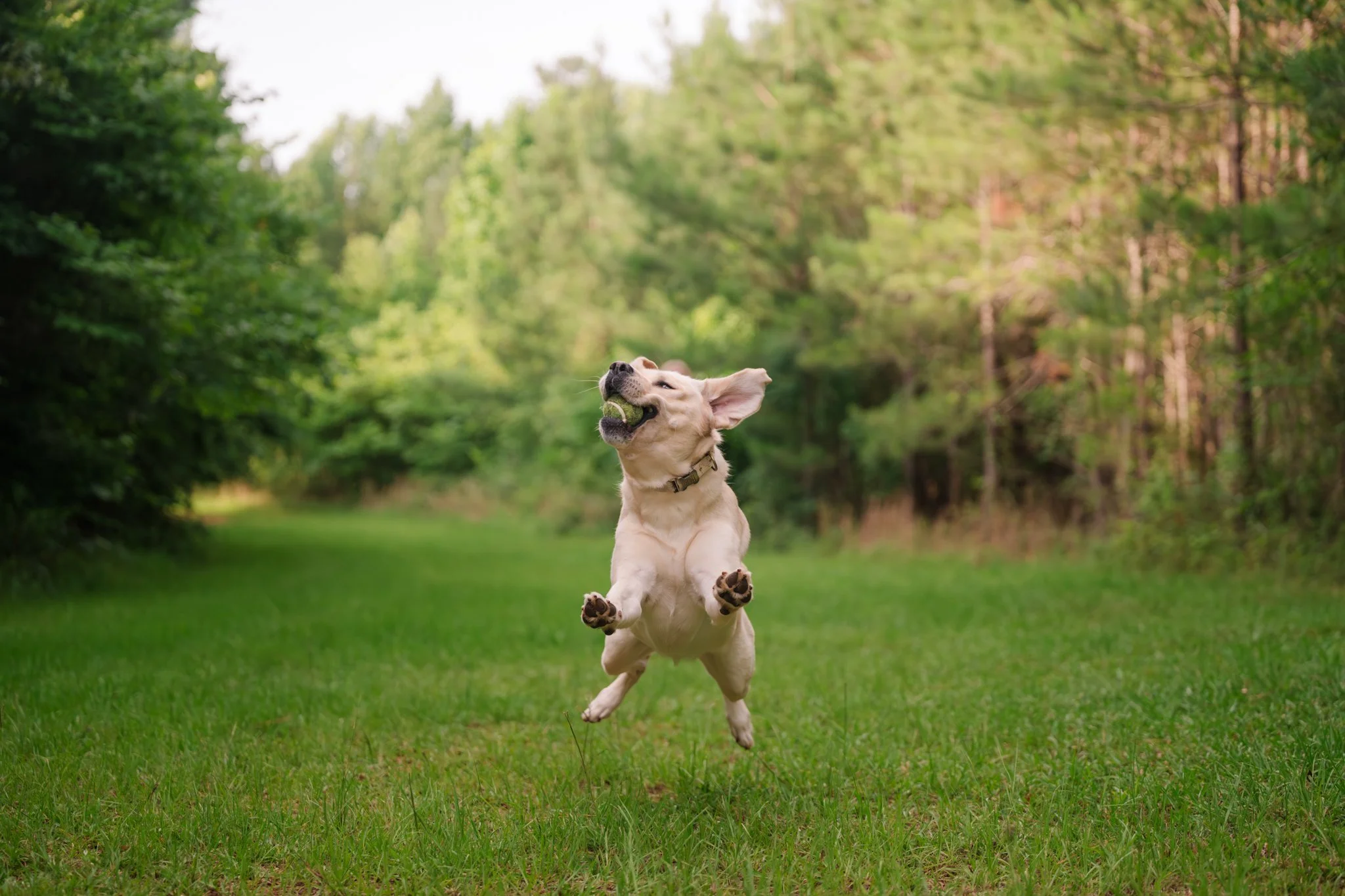 Yellow Lab running toward camera mid-fetch at Indian Creek Park, Rutledge GA dog photographer