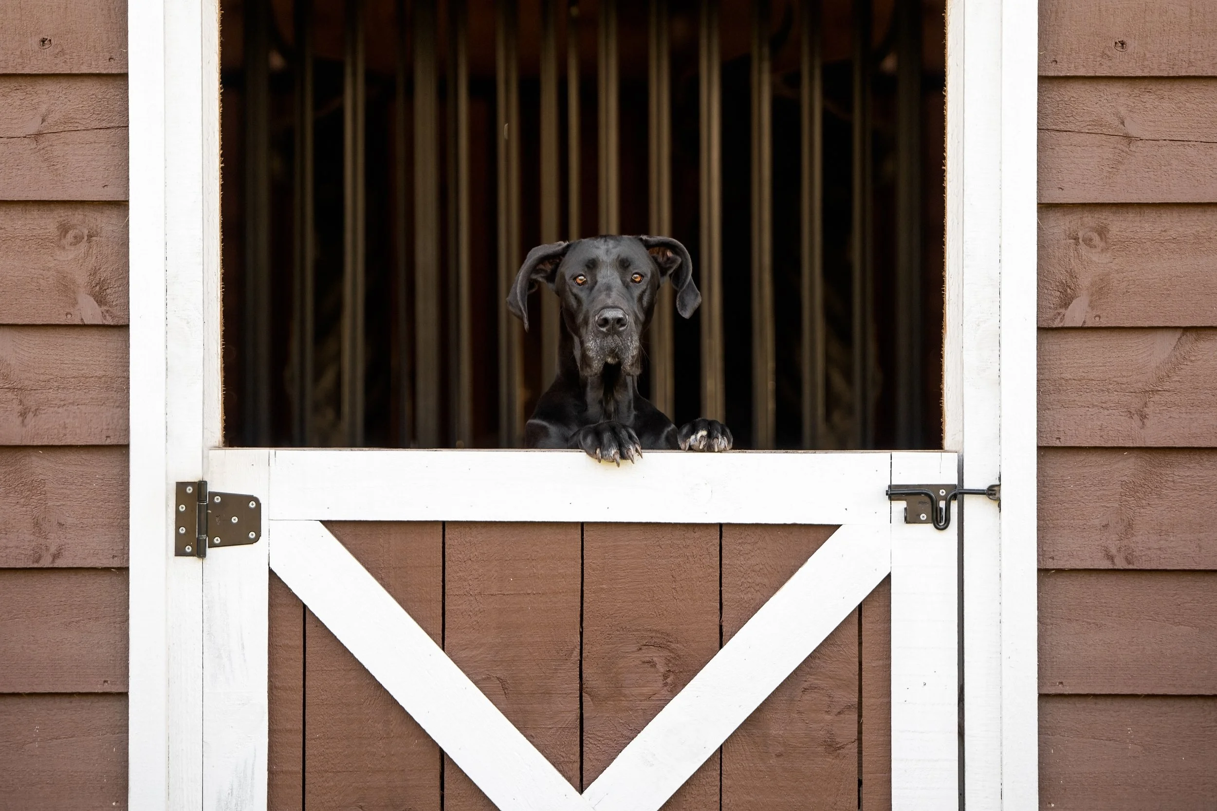 Great Dane barn stall door framing dog photography Rutledge Georgia CM Bryson Photography