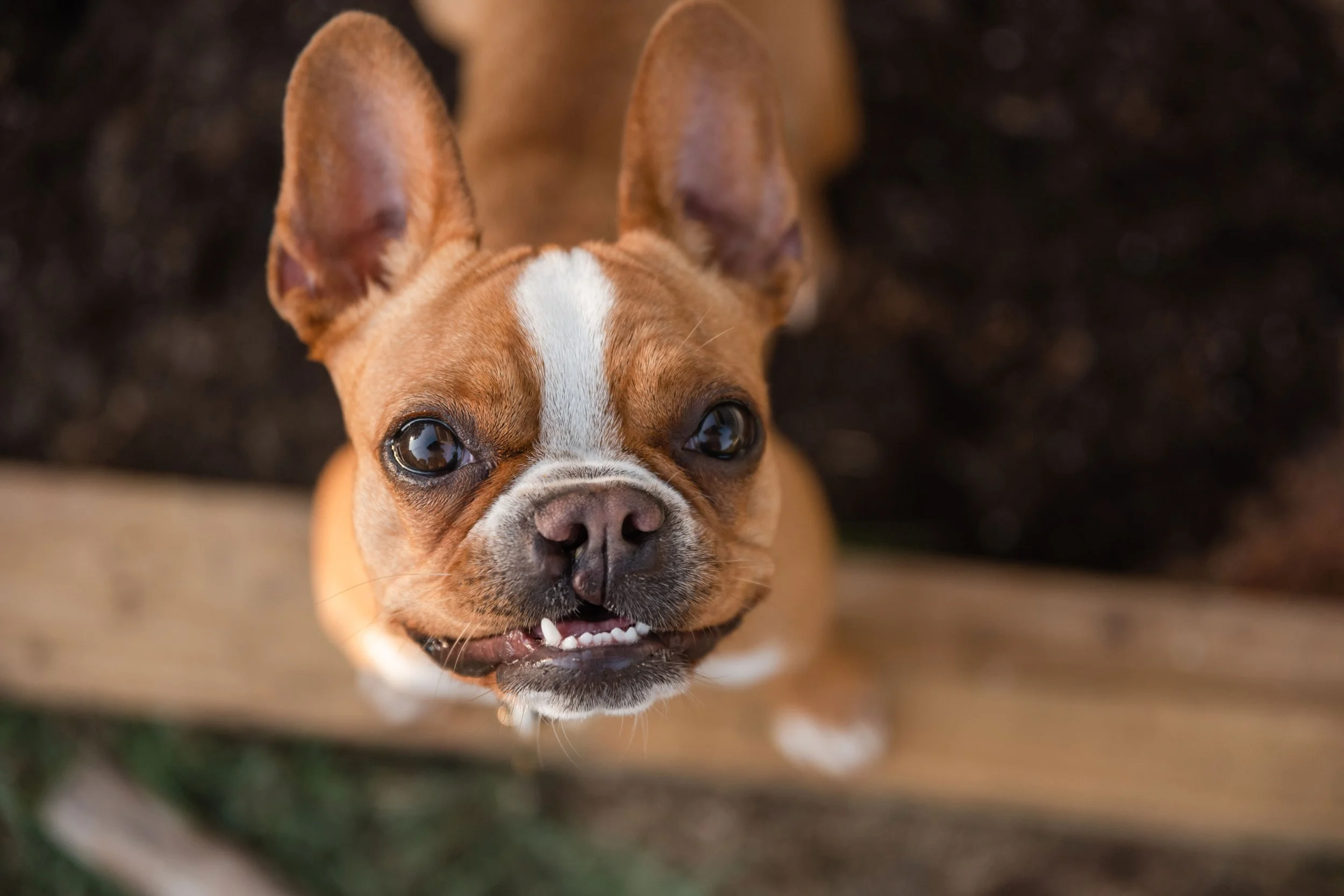 Carolina French Bulldog mix puppy cleft palate rescue Rescue Ranch Pups CM Bryson Photography