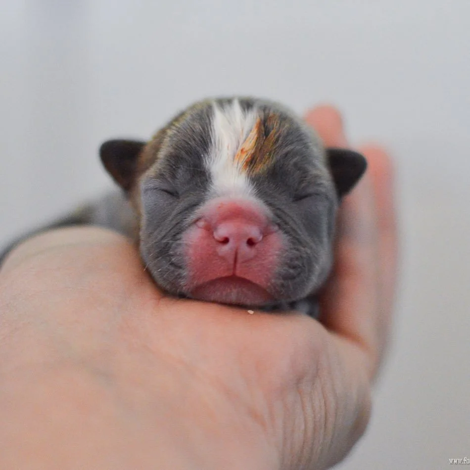 Lira Boston Terrier puppy newborn CM Bryson Photography rescue ranch Georgia