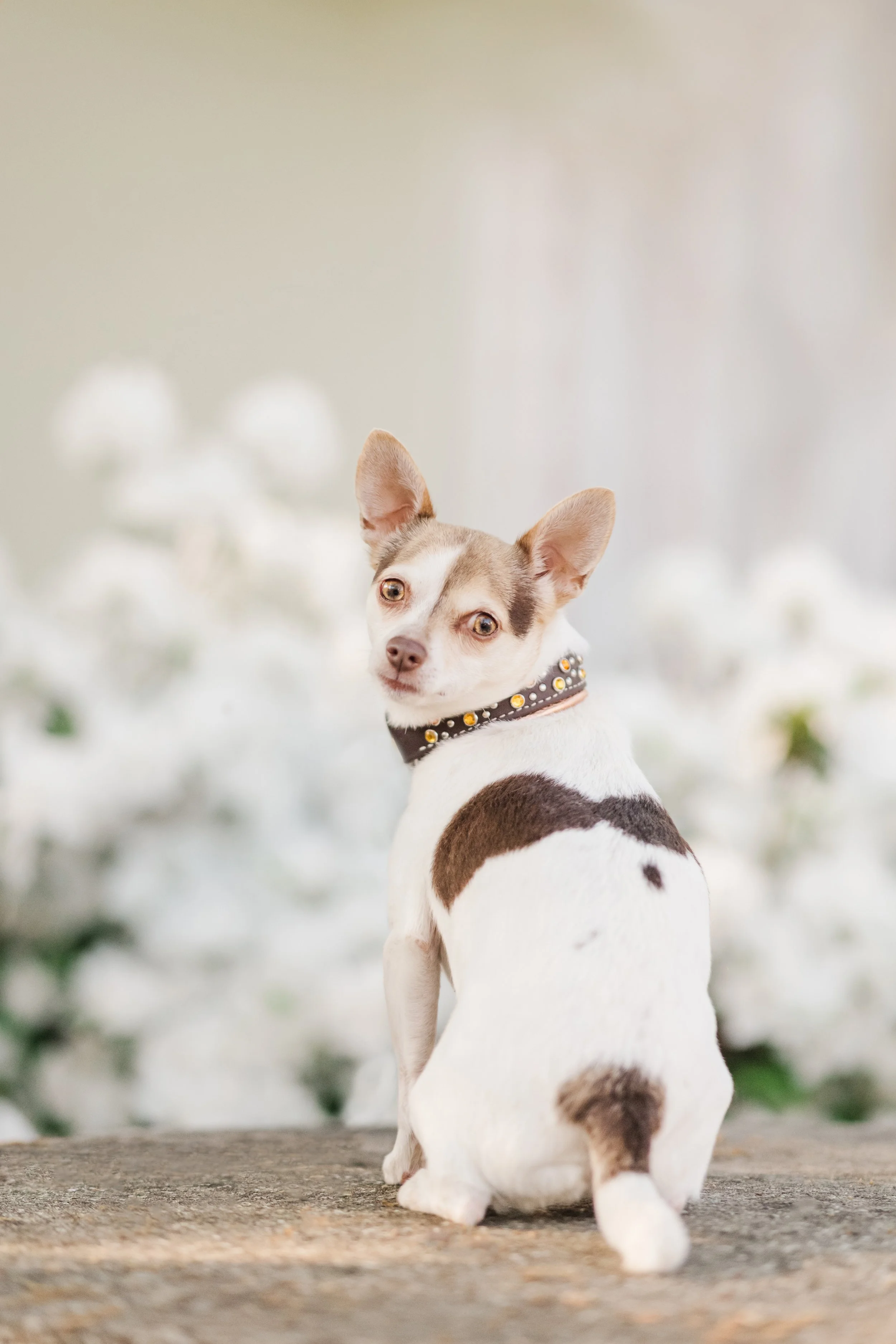 Jamie rescue dog angel wing markings detail dog photography Roswell Georgia CM Bryson Photography