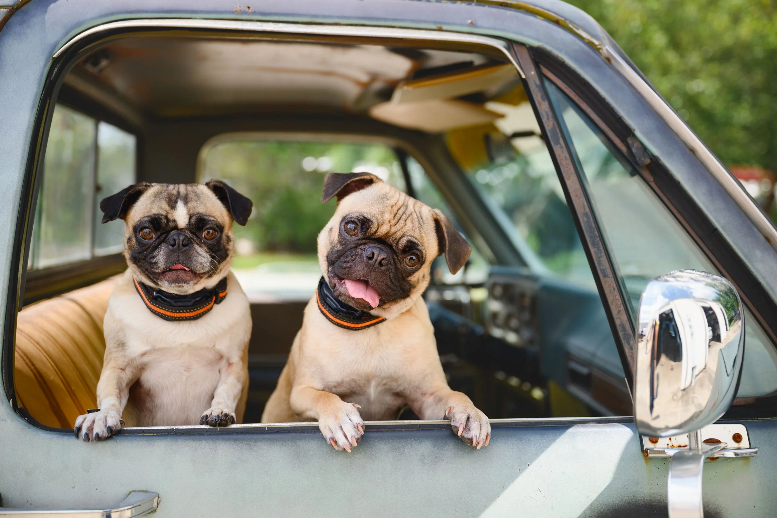 Two pugs lean out the open window of a vintage blue pickup truck, paws on the door, in sunny McDonough, Georgia.
