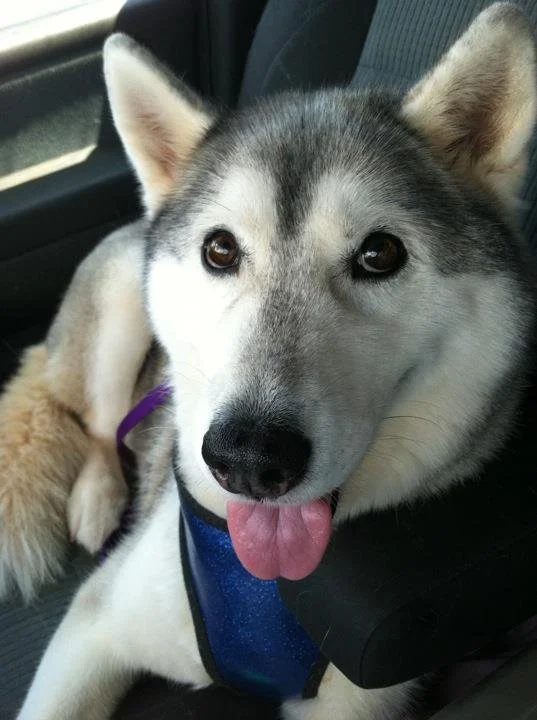 Emma Grace the Siberian Husky on adoption day in the car after meeting her forever family — MUSH Rescue Atlanta foster dog