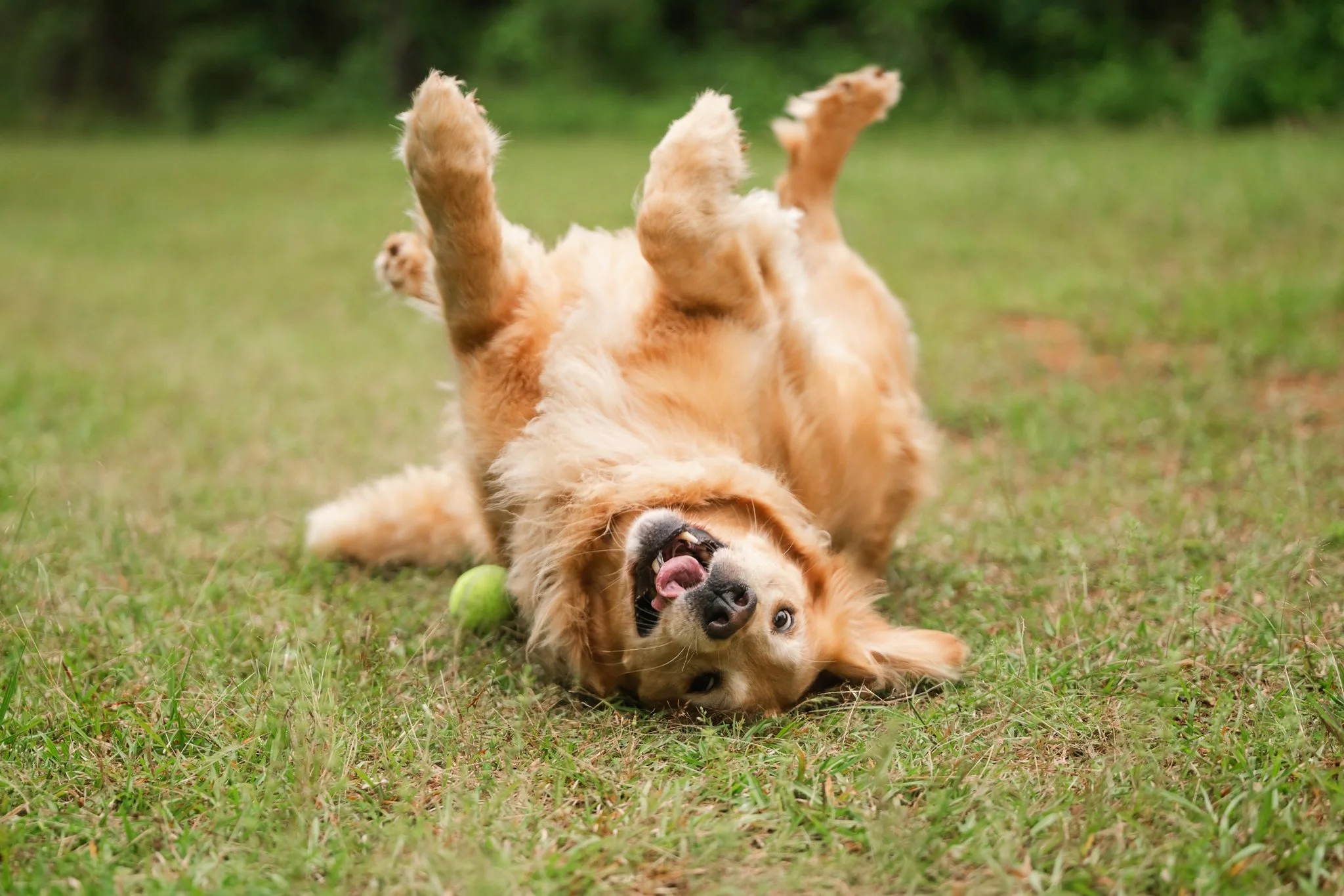 Golden Retriever type dog fully rolled over on grass, one leg up, tennis ball nearby, pure joy expression. Golden Retriever dog rolling playing in grass Atlanta pet photography CM Bryson Photography