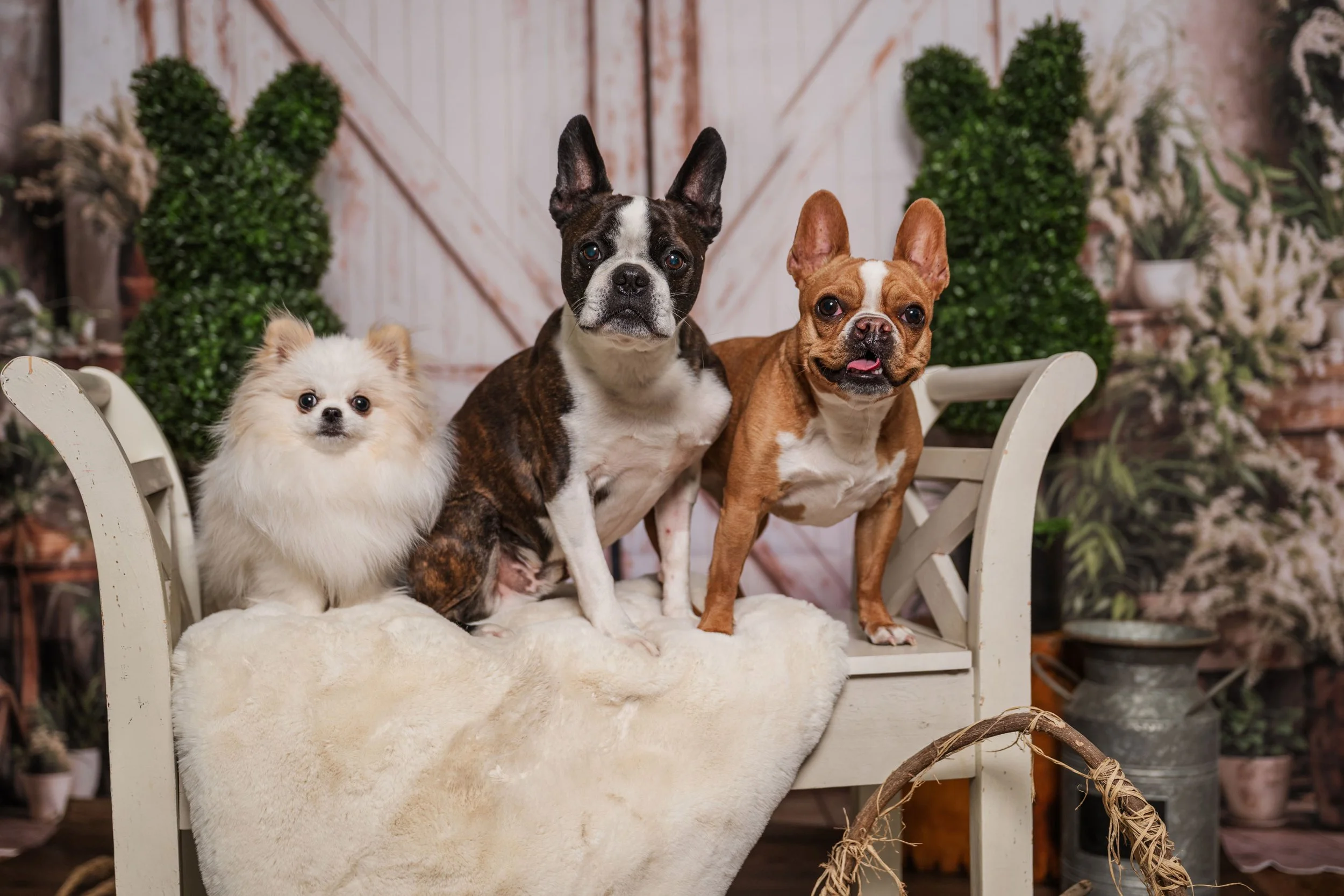 A Pomeranian, Boston Terrier, and French Bulldog posed together on a styled bench during a CM Bryson Photography pet portrait session near Atlanta, Georgia