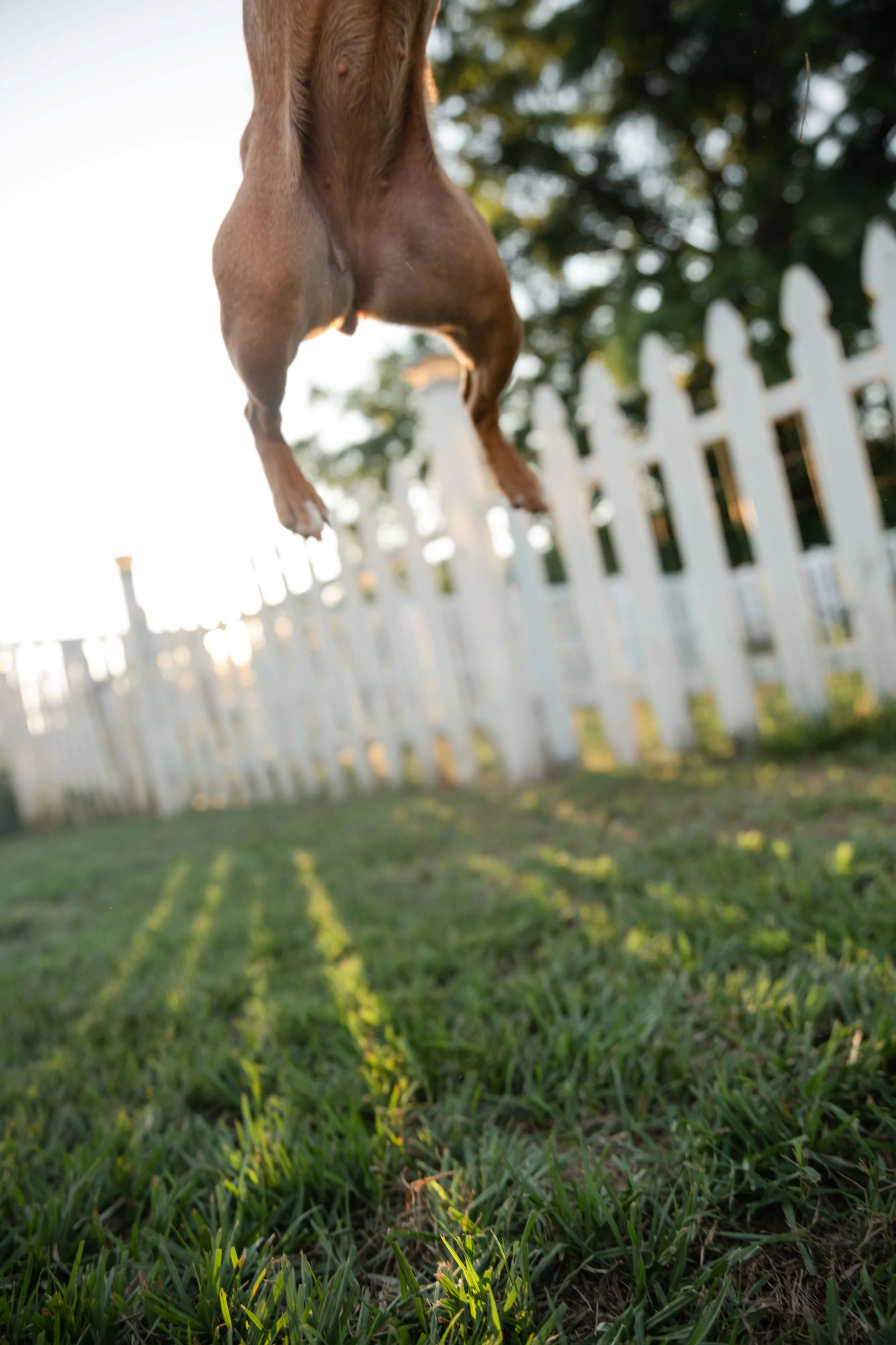 Carolina French Bulldog mix cleft palate rescue CM Bryson Photography dog portrait flying through the air