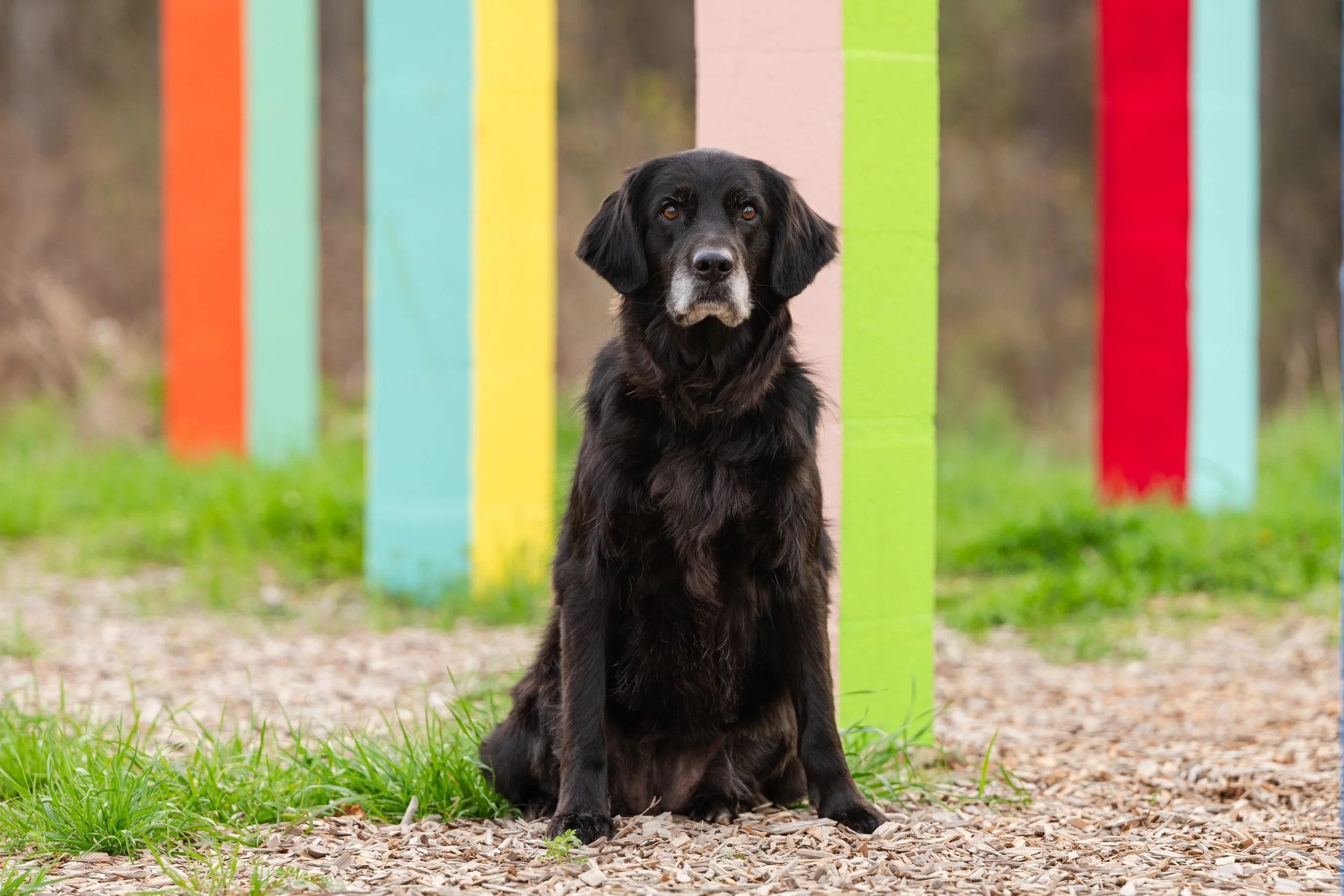 Goldador dog Rainbow Forest Athens Georgia framing composition dog photography CM Bryson Photography