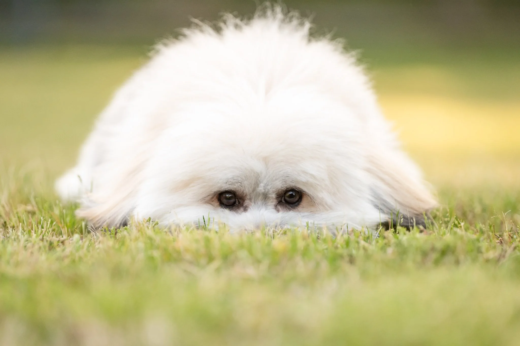 Tricks to Get Dogs to Look at the Camera