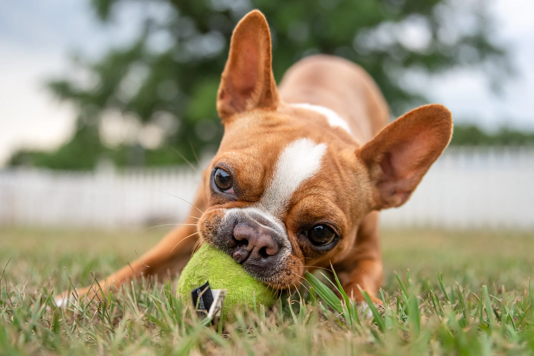 Carolina French Bulldog mix low angle portrait backyard Atlanta Georgia CM Bryson Photography
