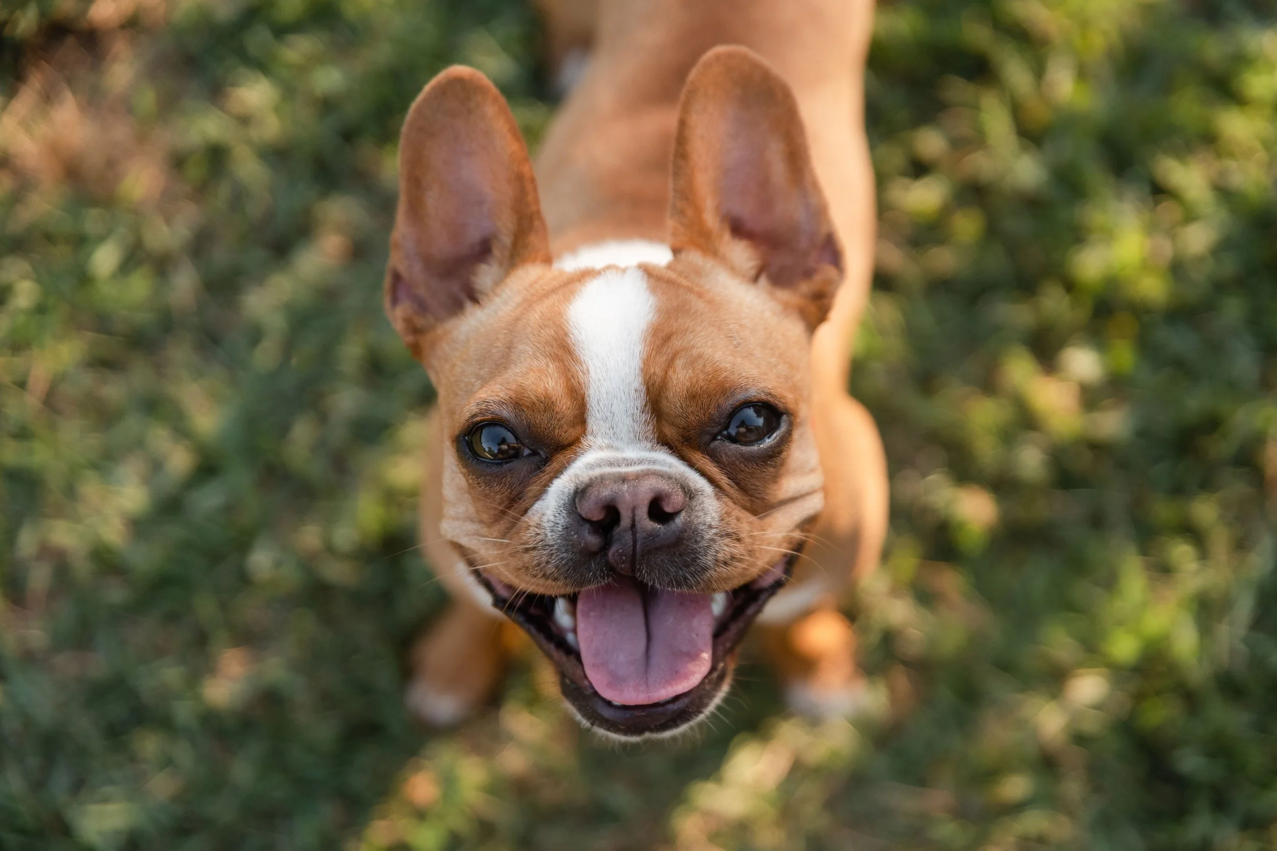 Carolina French Bulldog mix cleft palate rescue smiling up at the camera on a background of sunny grass
