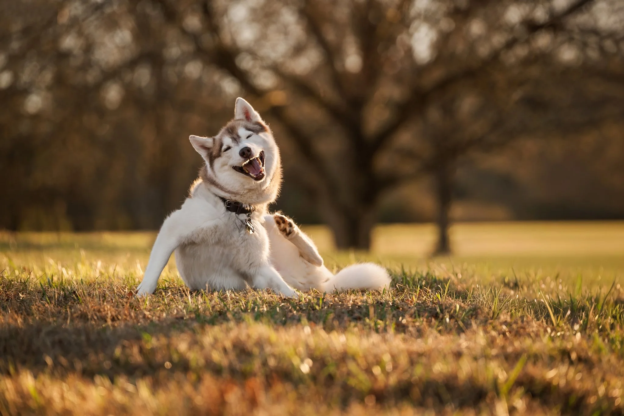 A red and white Siberian Husky sits on the grass with a comical expression on his face while scratching his ear with a back foot.