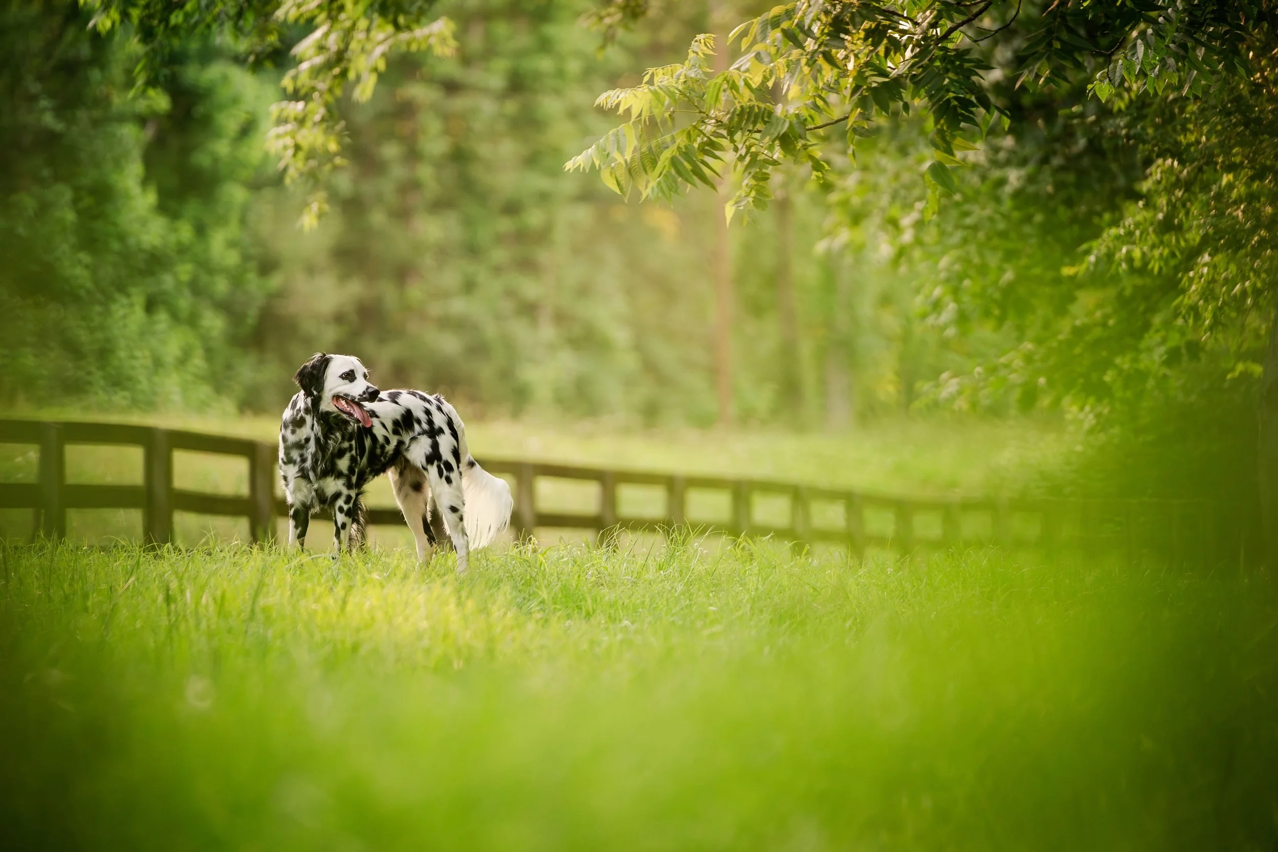 A black-and-white spotted long haired Dalmatian stands in tall grass under leafy trees, with a fence behind, in warm evening light.