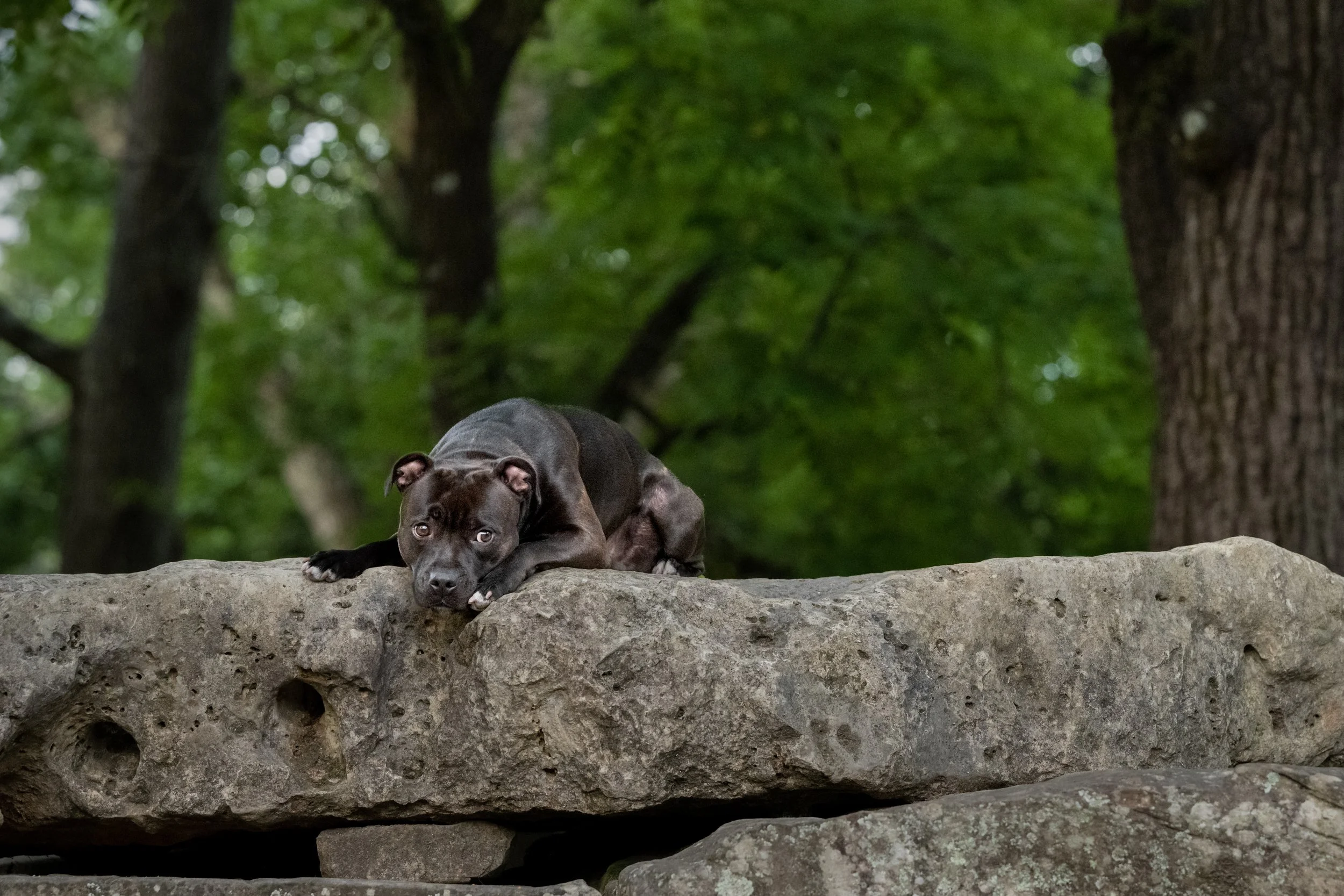 A black staffordshire terrier lays on a rocky ledge with deep green trees forming the background in Suwanee GA