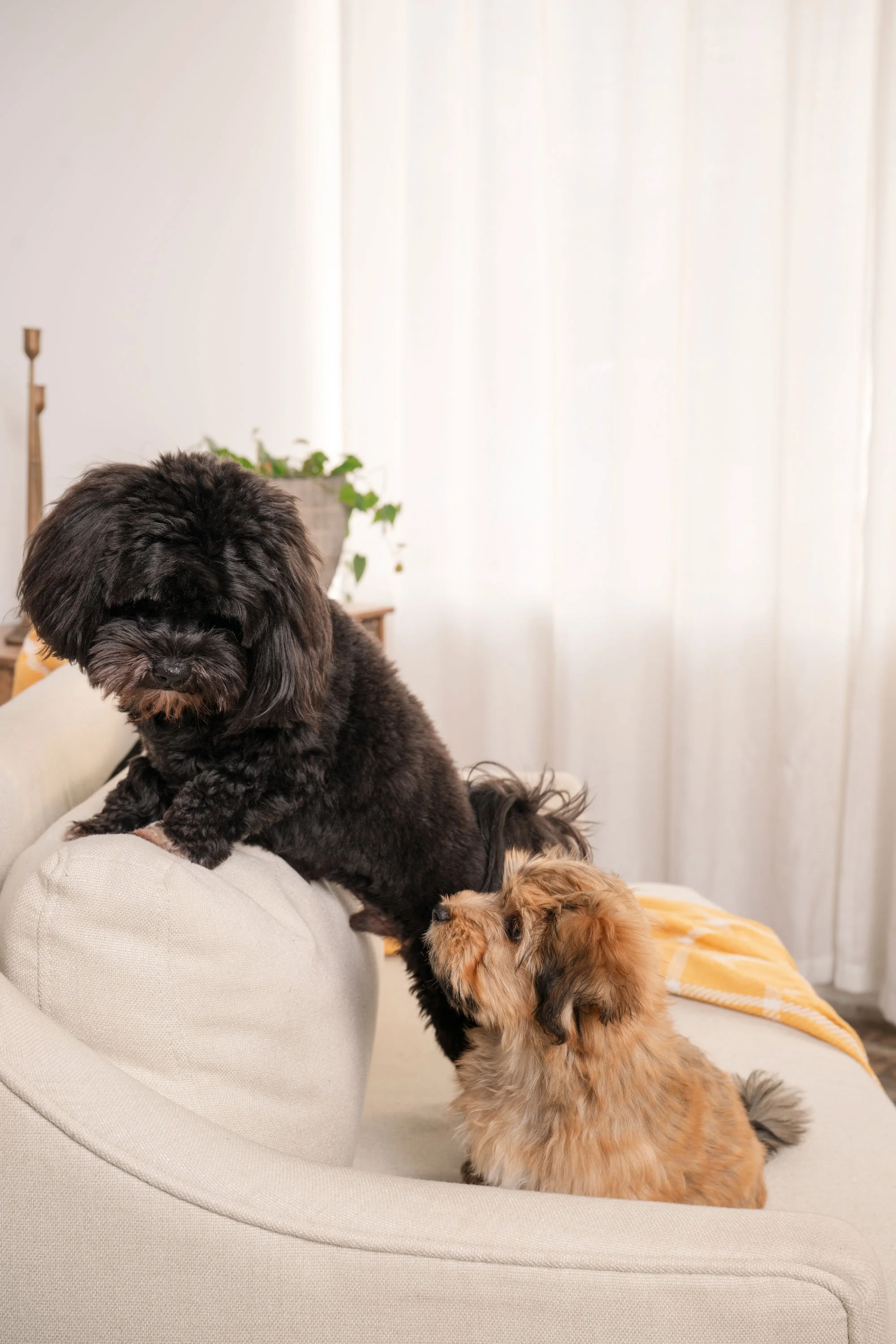 Black Havanese dog and tan Havanese puppy on a light sofa in natural studio light in Athens, GA.